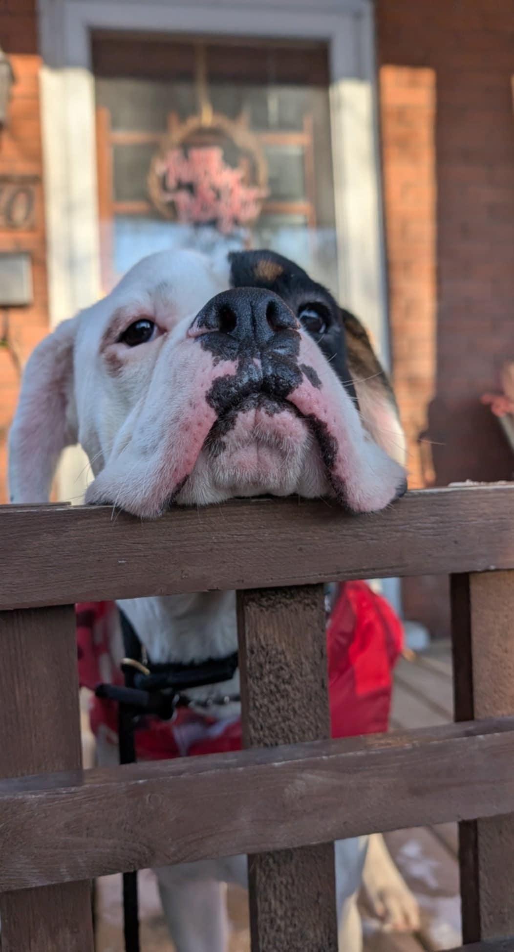 Edison, a Adopted Boxer in Hamilton, ON image 2/6