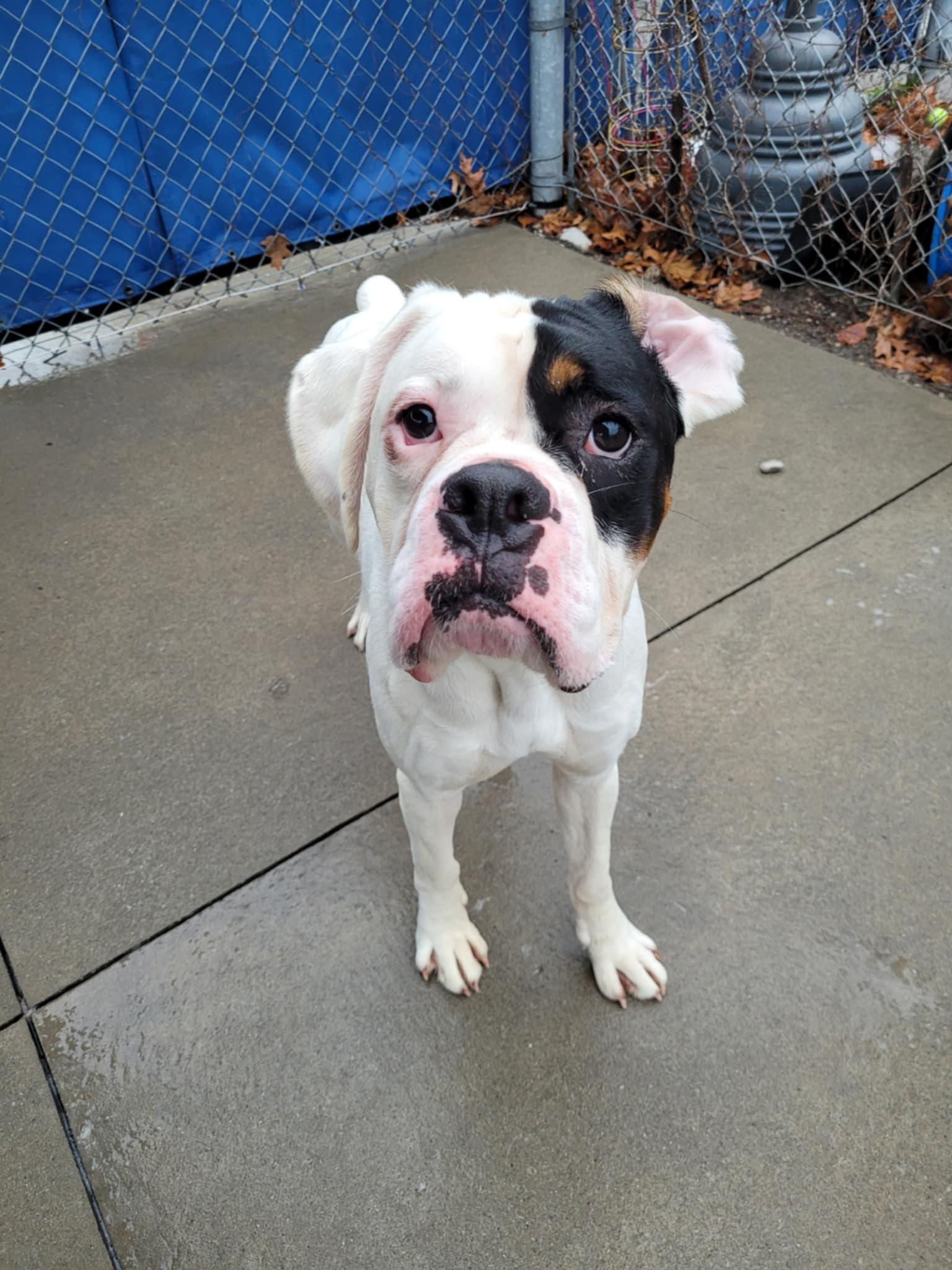 Edison, a Adopted Boxer in Hamilton, ON image 5/6
