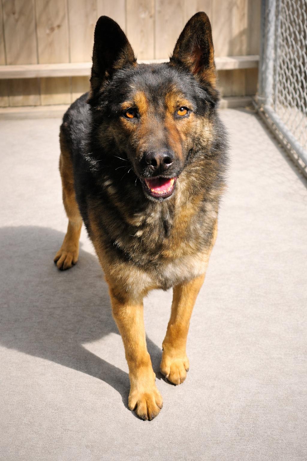 Rex, a Adoptable mixed breed in Selma, CA image 2/5
