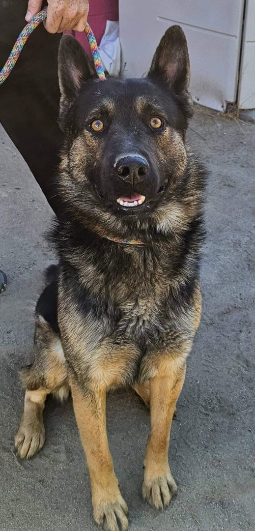 Rex, Adoptable, Young Male German Shepherd Dog.