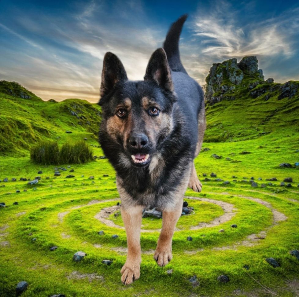 Rex, a Adoptable mixed breed in Selma, CA image 2/2