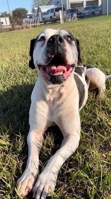 Enlarge DAISY, a Adoptable American Bulldog in Rosenberg, TX image 1/1