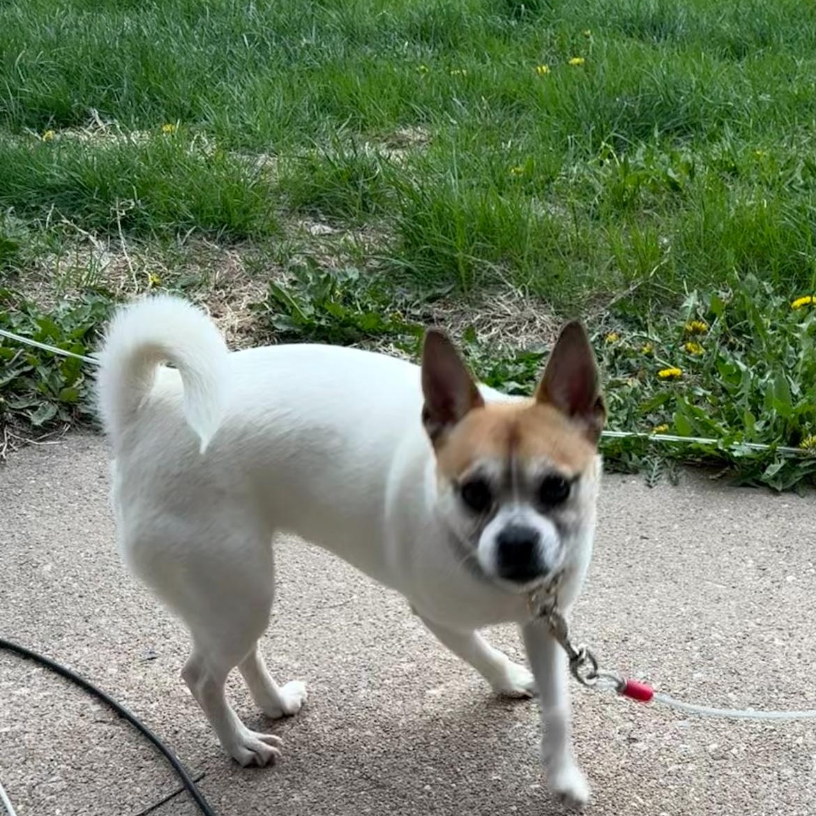 Miss Nikki the Dog