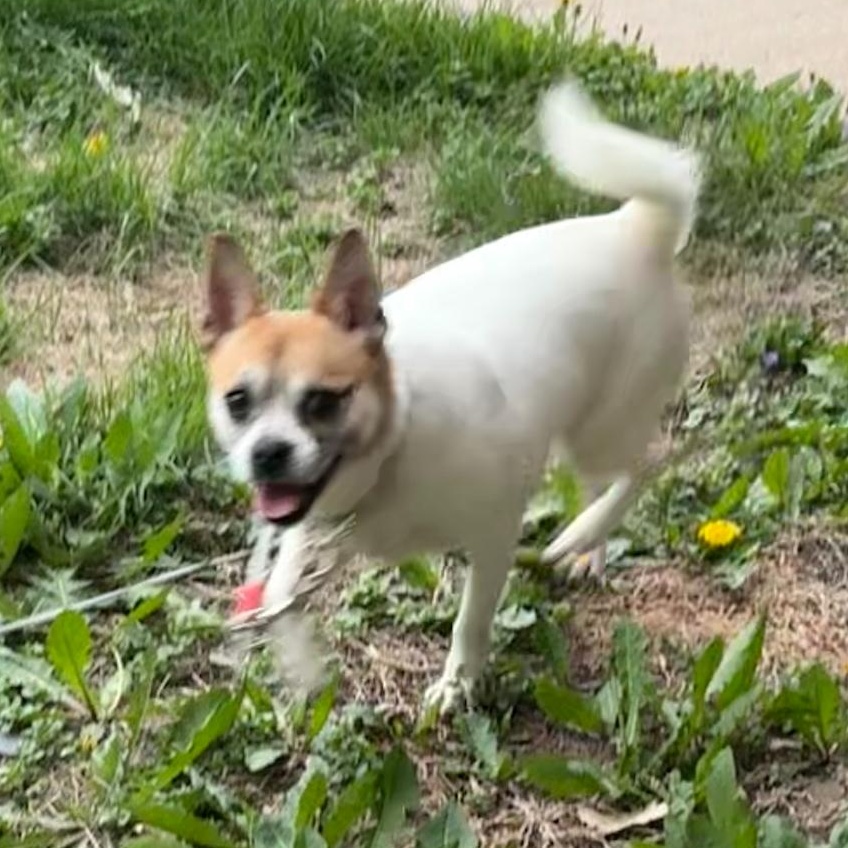 Miss Nikki the Dog