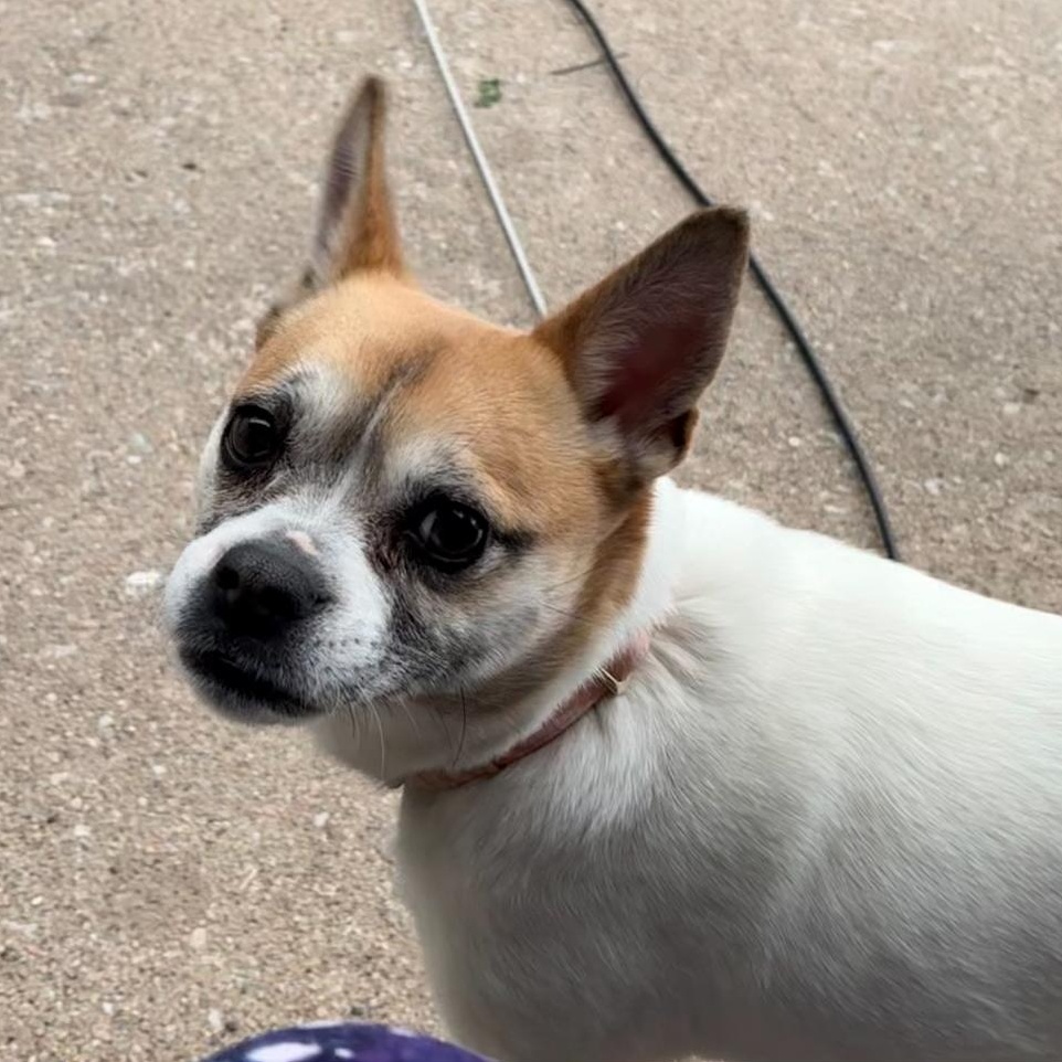 Miss Nikki the Dog