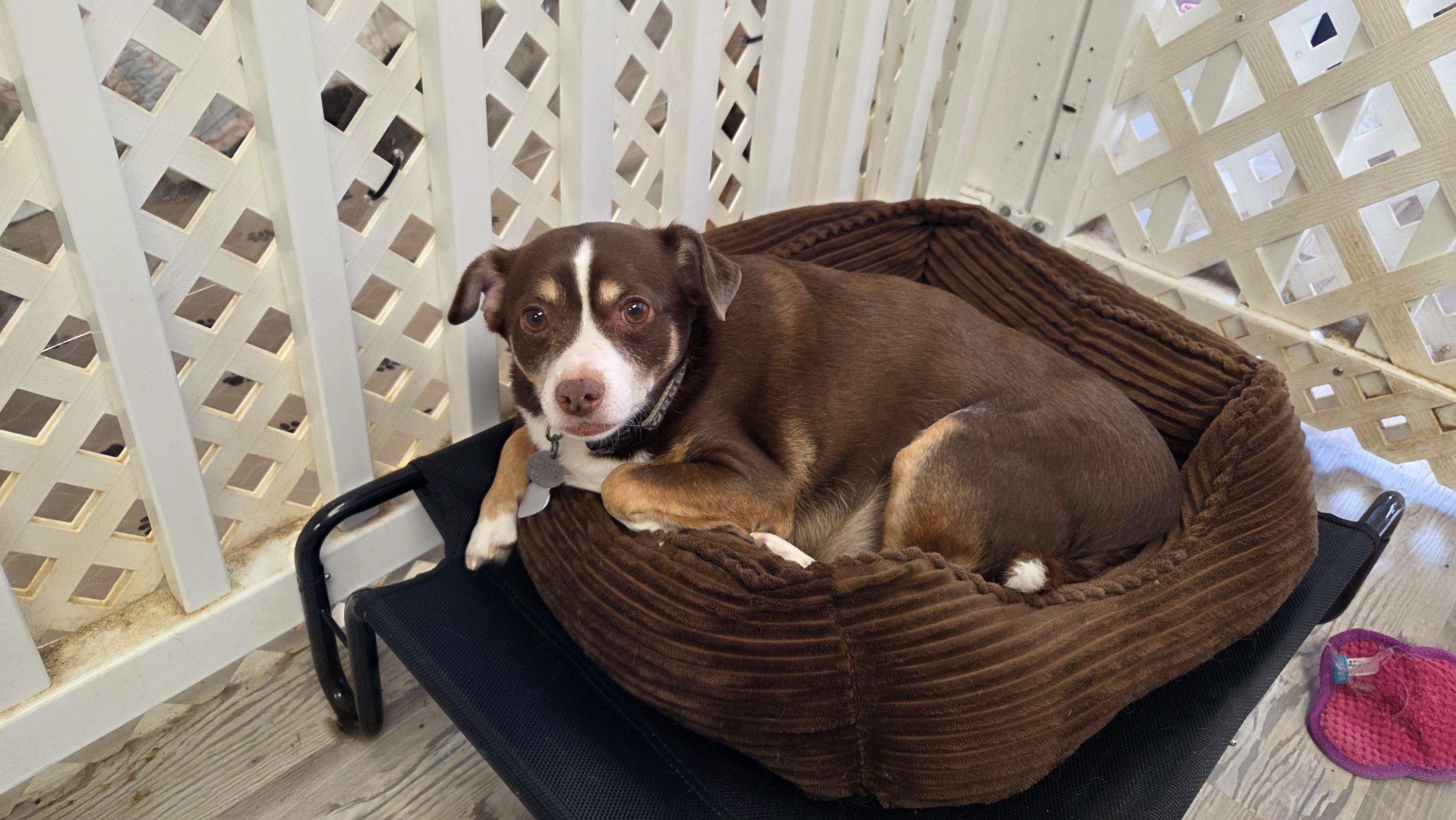Enlarge Gunnar, a ADOPTABLE Chihuahua in Bel Air, MD image 5/5