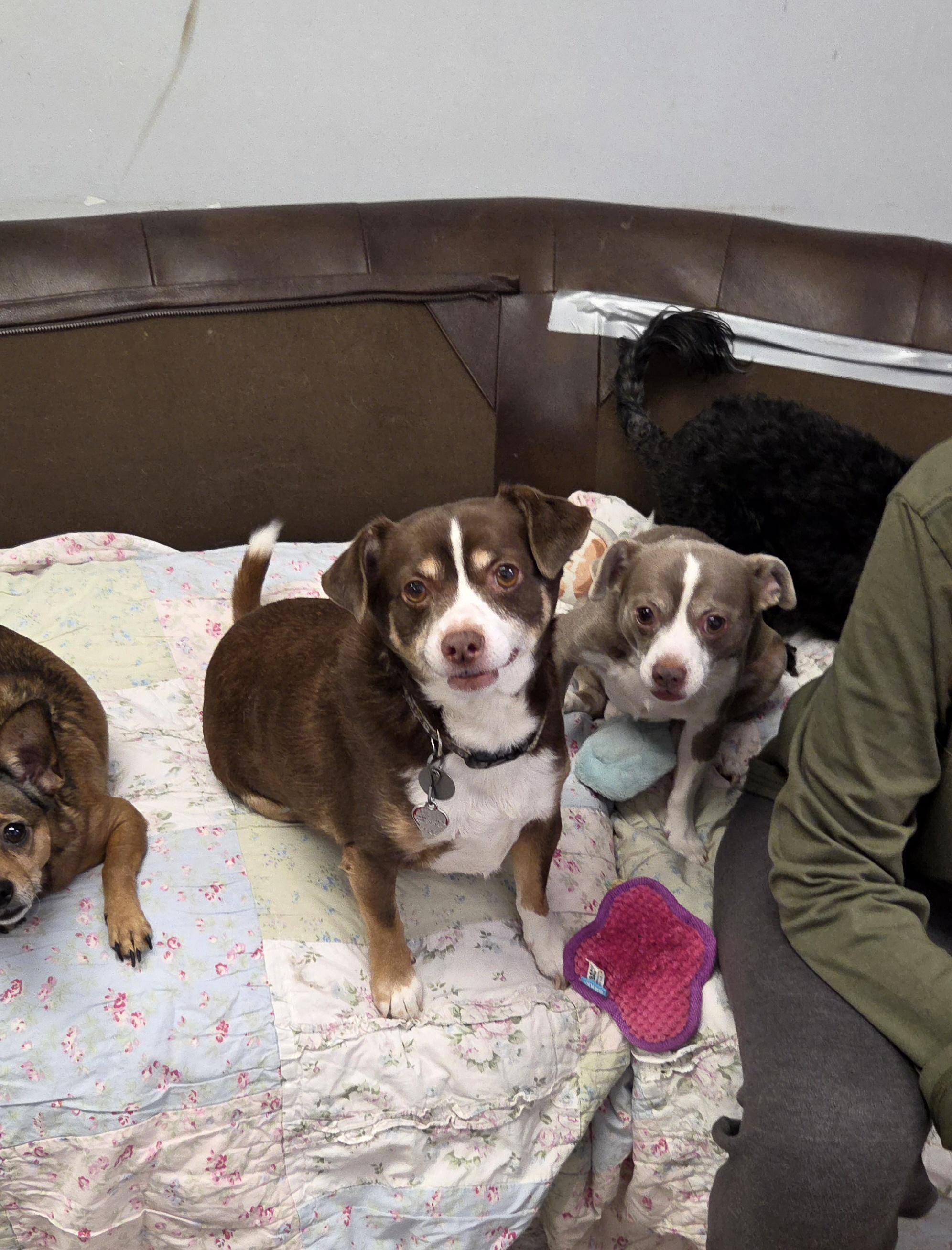 Enlarge Gunnar, a ADOPTABLE Chihuahua in Bel Air, MD image 3/5