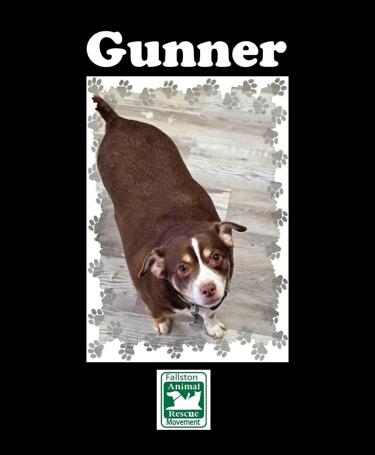 Enlarge Gunnar, a ADOPTABLE Chihuahua in Bel Air, MD image 1/5