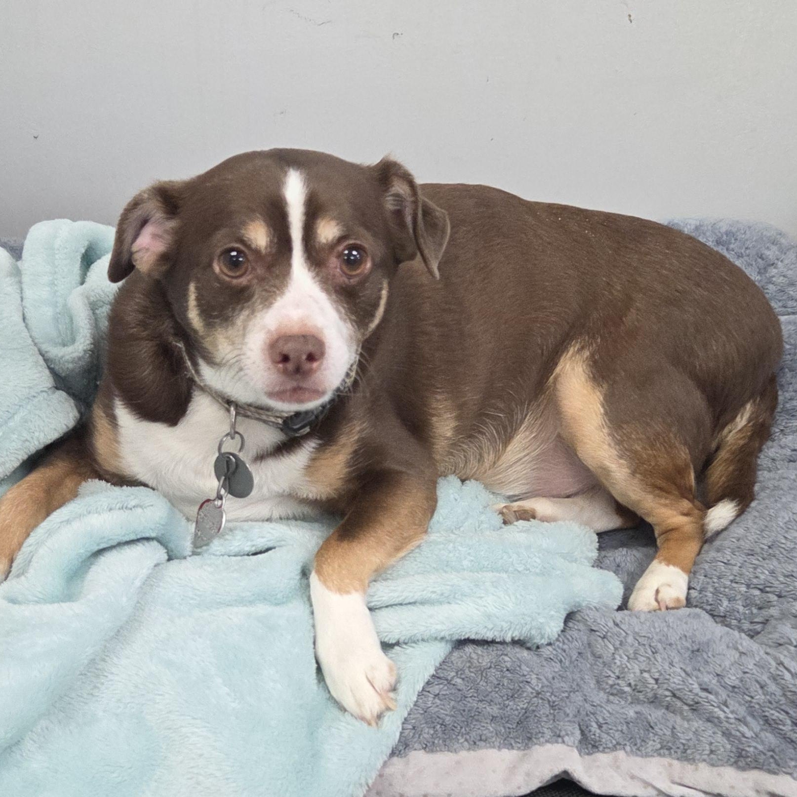 Enlarge Gunnar, a ADOPTABLE Chihuahua in Bel Air, MD image 2/5