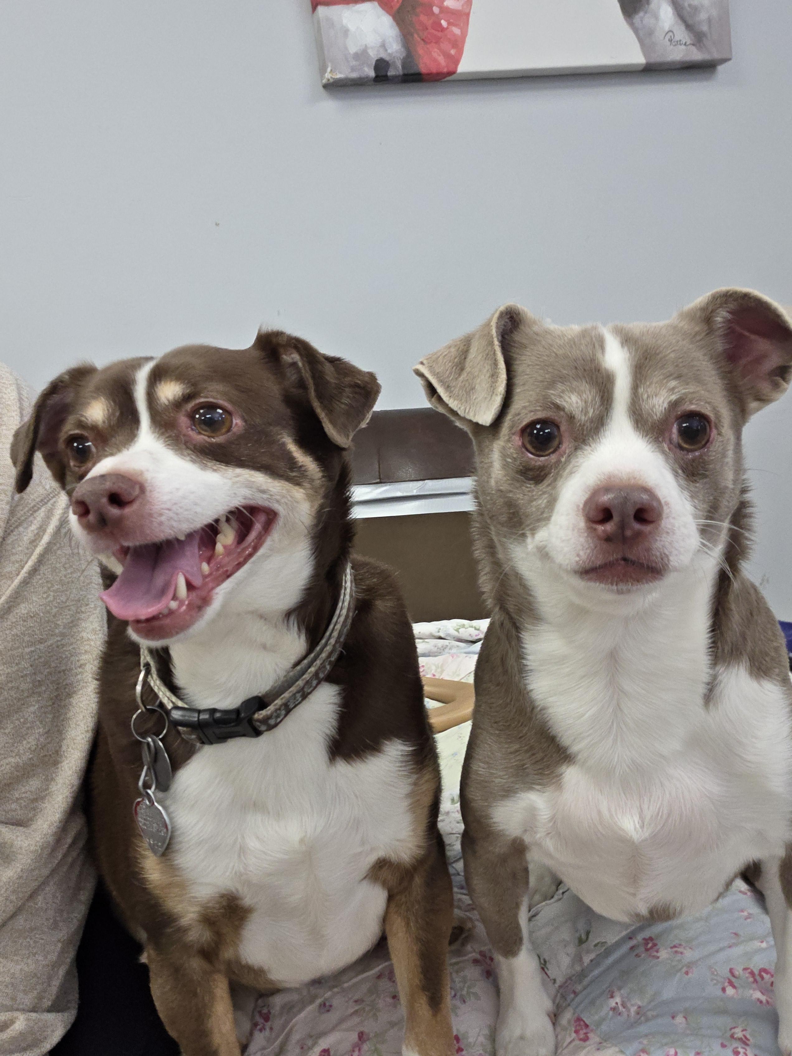 Enlarge Gunnar, a ADOPTABLE Chihuahua in Bel Air, MD image 4/5