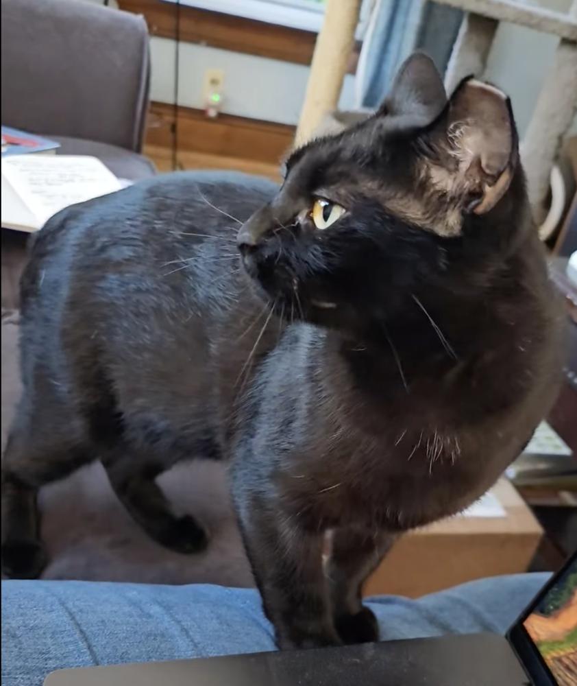 Enlarge Green Day mama:  She, a Adoptable Domestic Short Hair in Warren, CT image 1/6