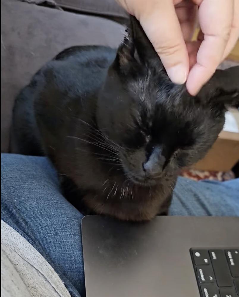 Enlarge Green Day mama:  She, a Adoptable Domestic Short Hair in Warren, CT image 2/6