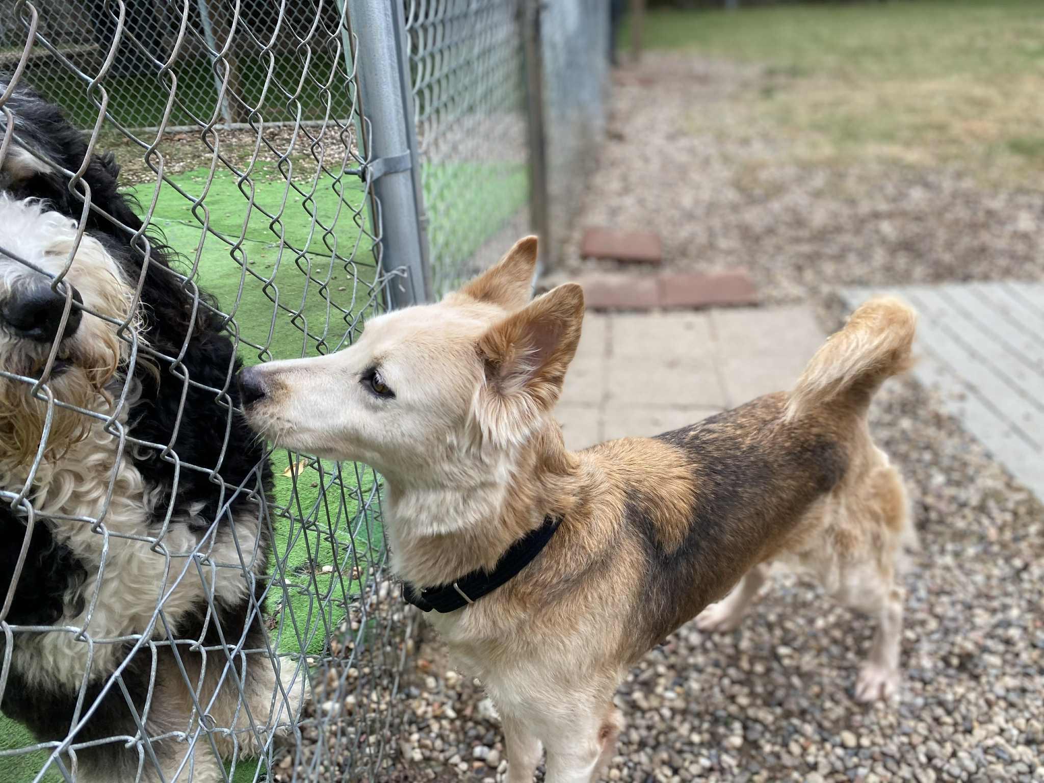 Shayla, a ADOPTABLE mixed breed in Bronson, TX image 2/2