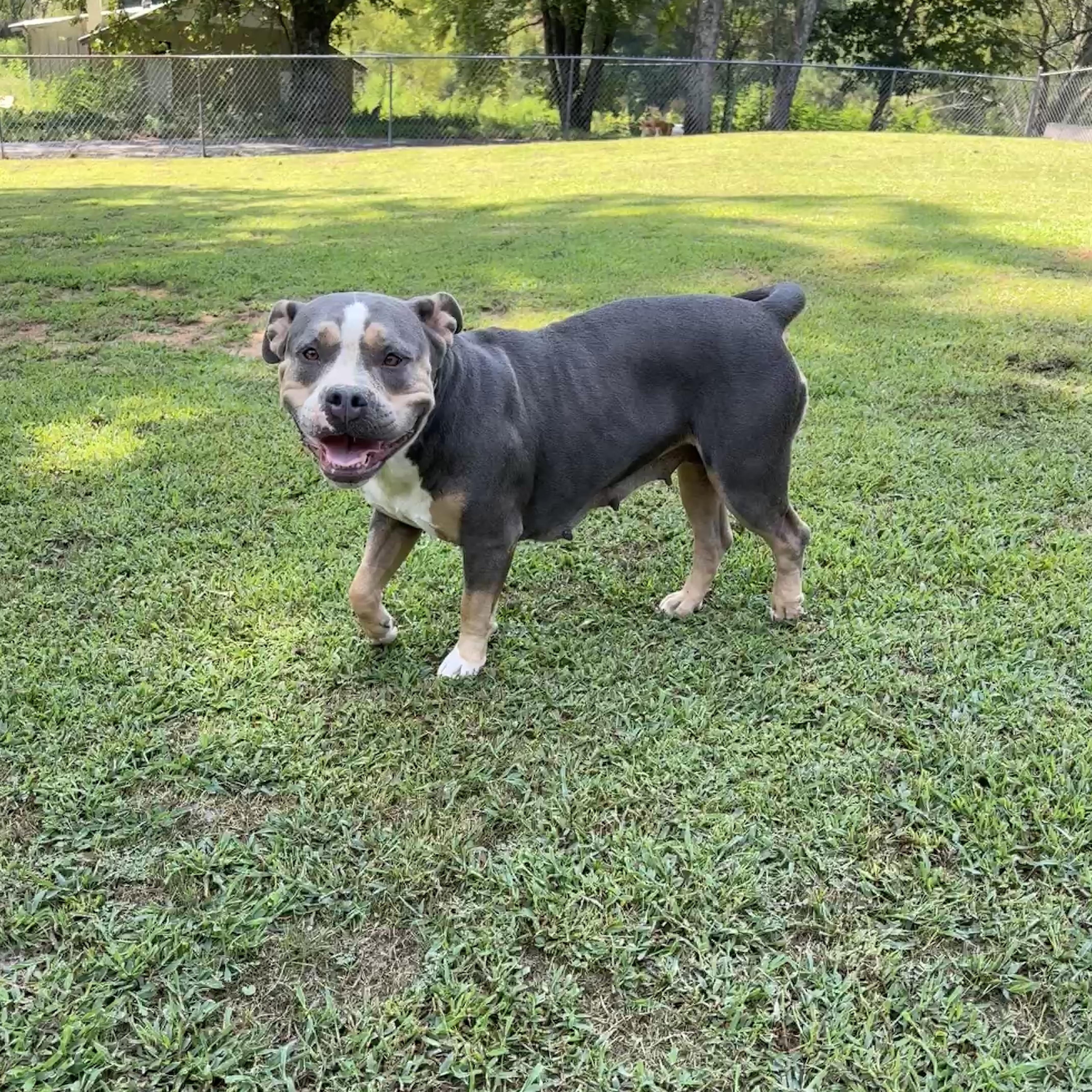 Sophie, a Adoptable American Bulldog in grant, AL image 3/6