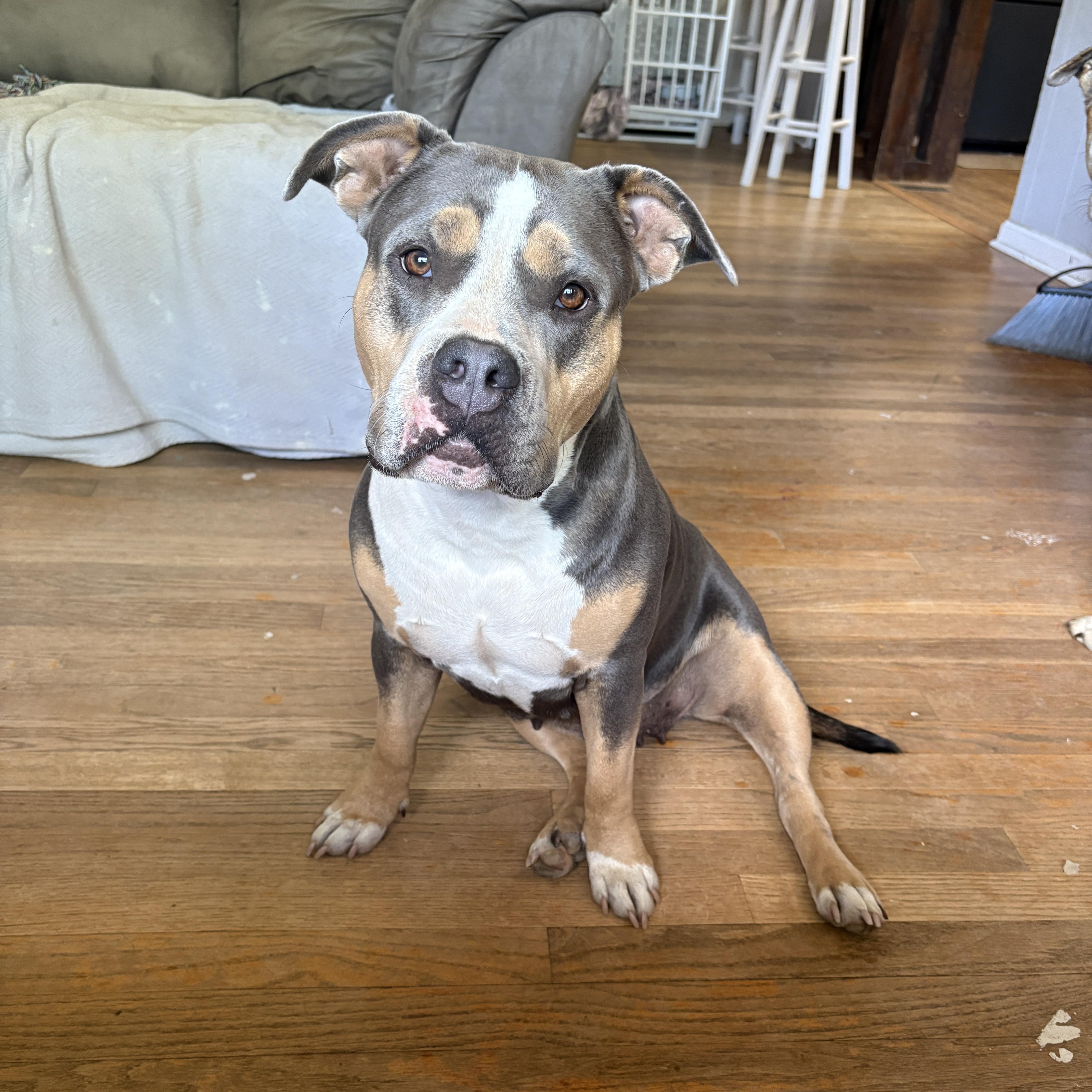 Sophie, a Adoptable American Bulldog in grant, AL image 2/6