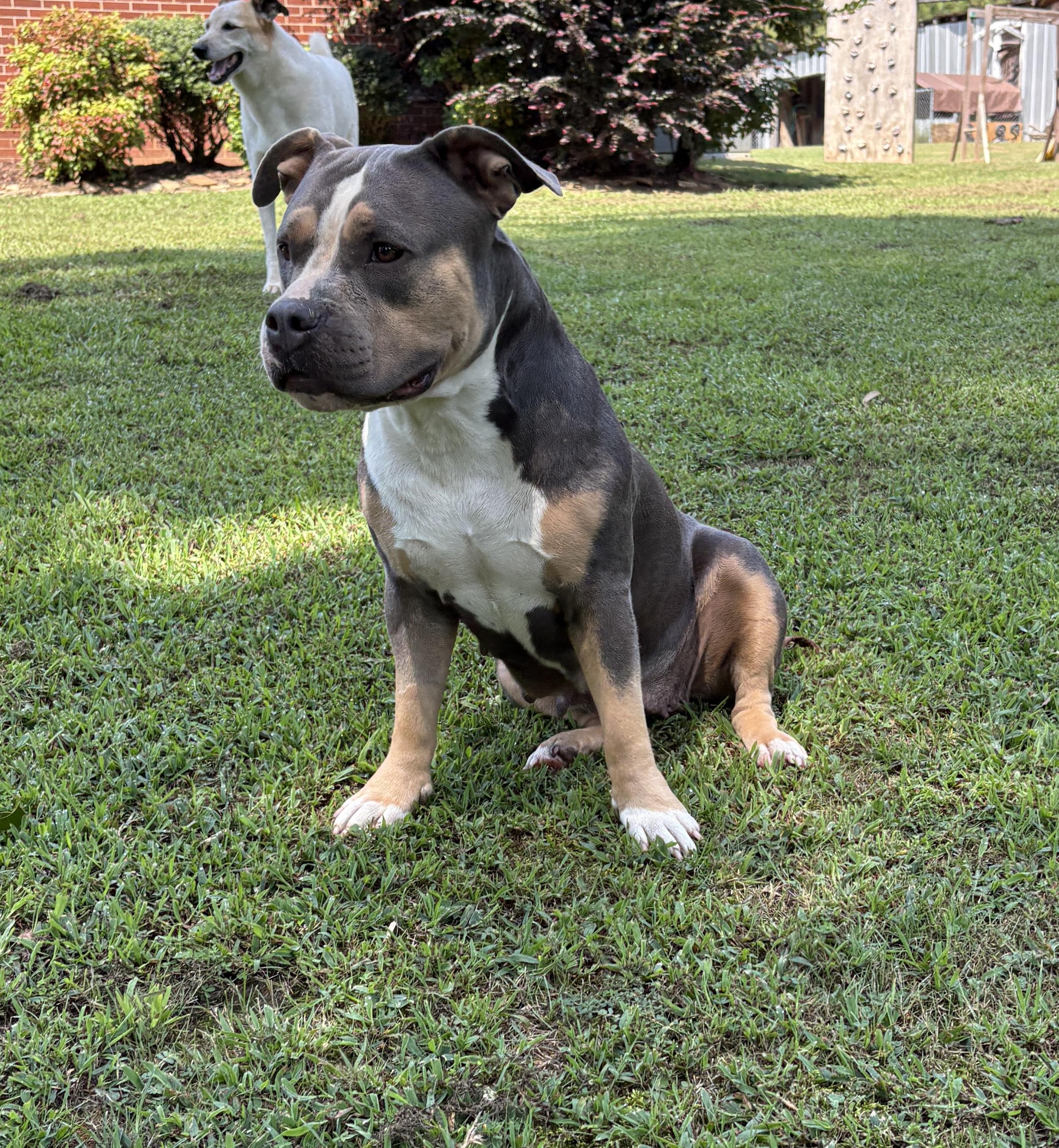 Sophie, Adoptable, Adult Female American Bulldog.