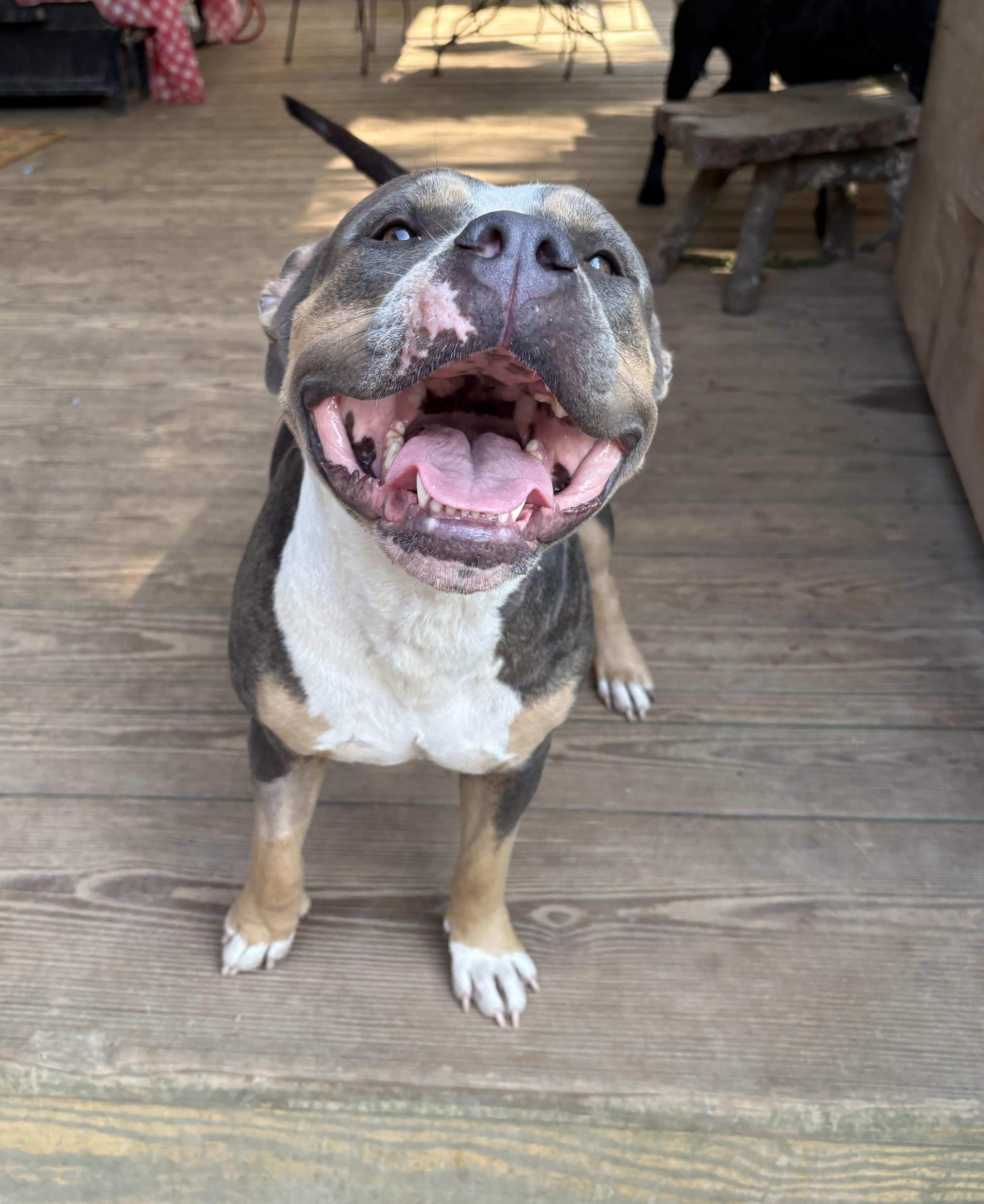 Sophie, a Adoptable American Bulldog in grant, AL image 5/6