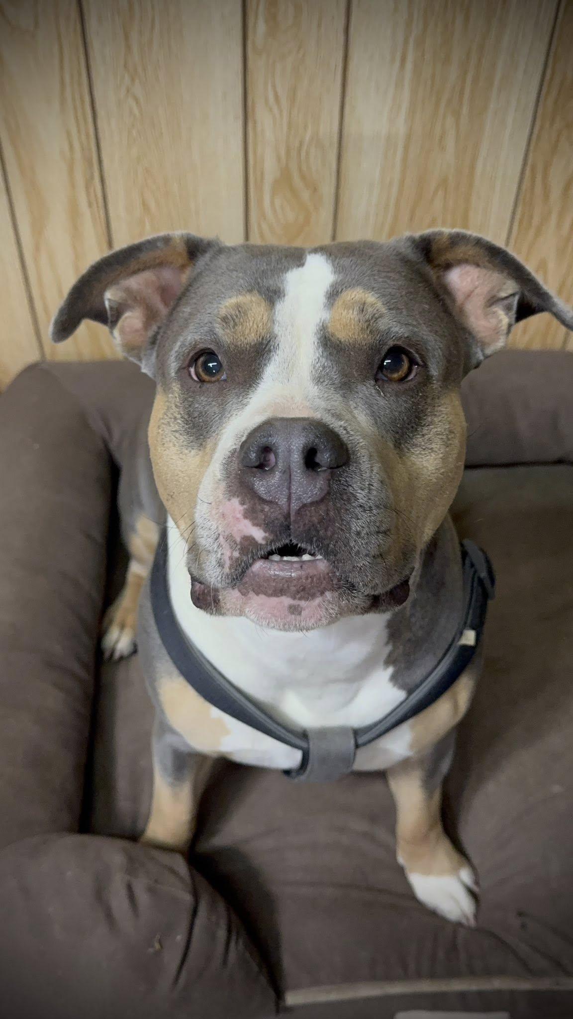 Enlarge Sophie, an adopted American Bulldog in grant, AL image 1/6