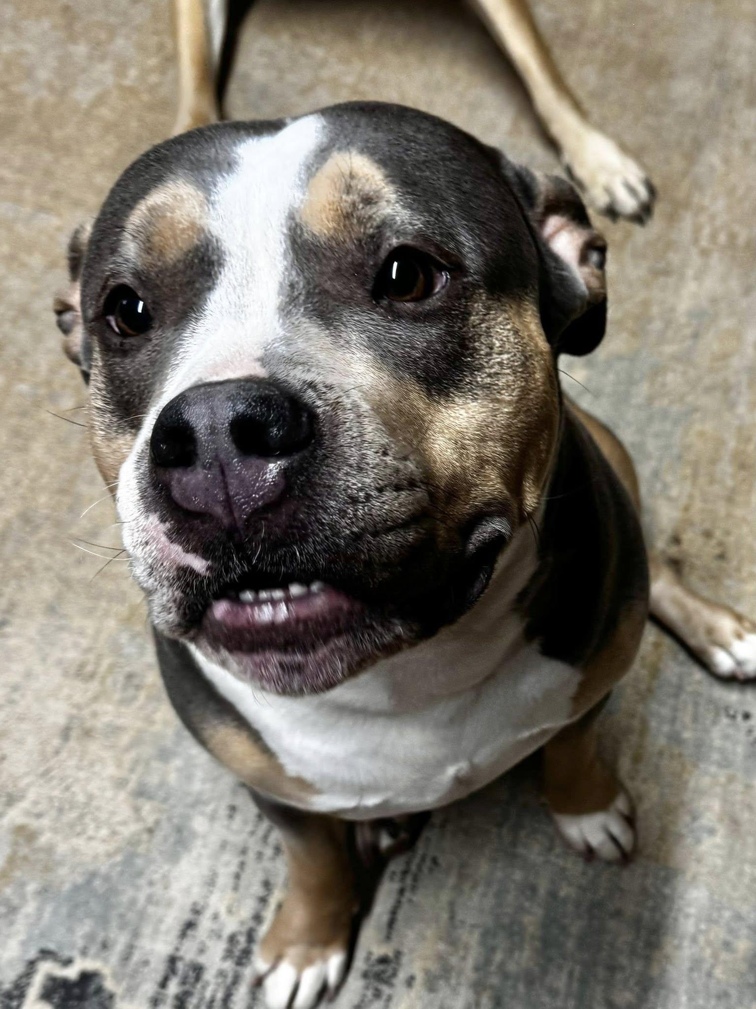 Enlarge Sophie, an adopted American Bulldog in grant, AL image 5/6