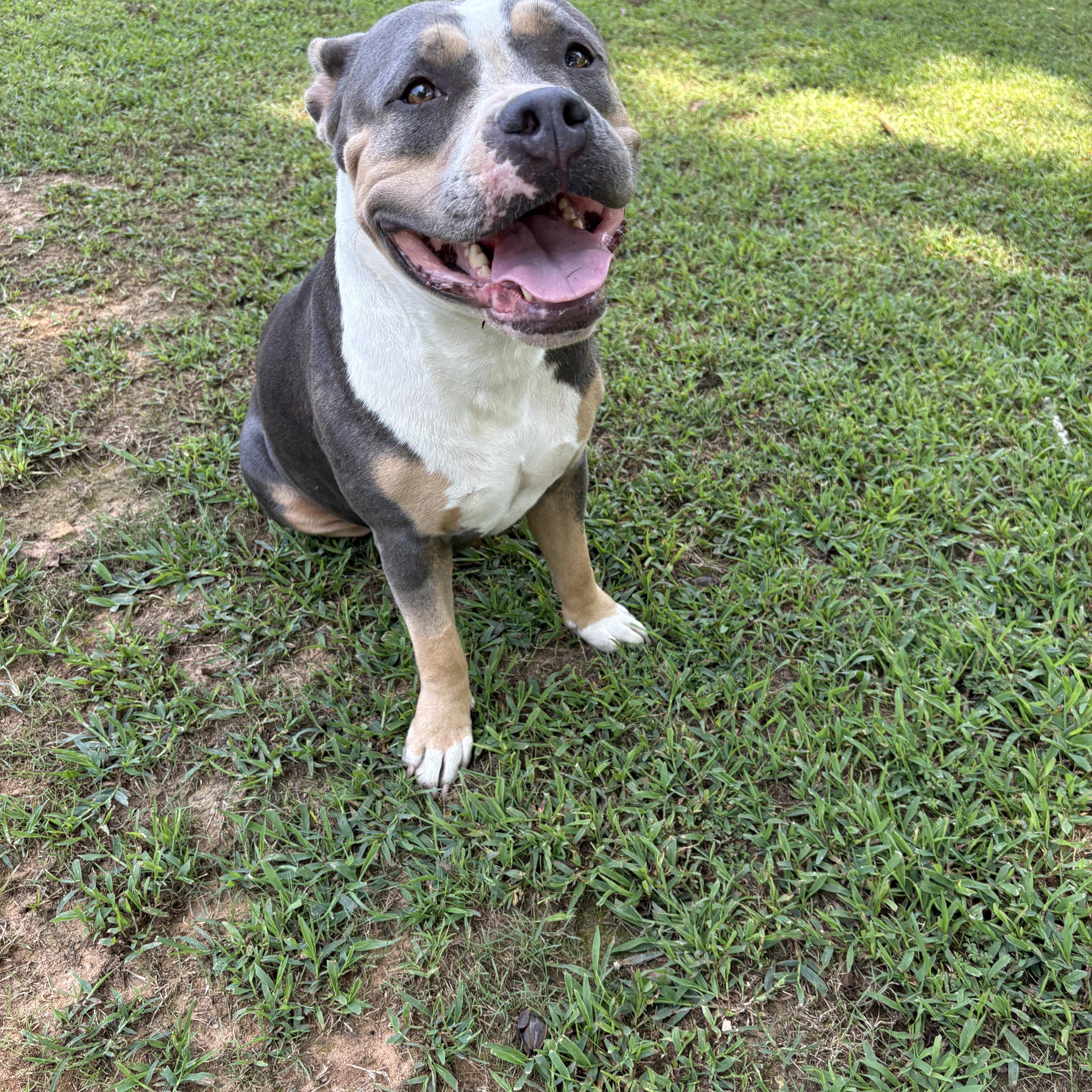 Sophie, a Adoptable American Bulldog in grant, AL image 6/6