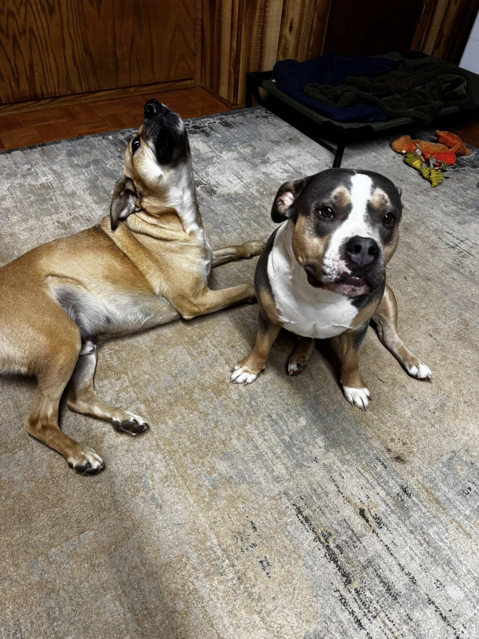 Enlarge Sophie, an adopted American Bulldog in grant, AL image 6/6