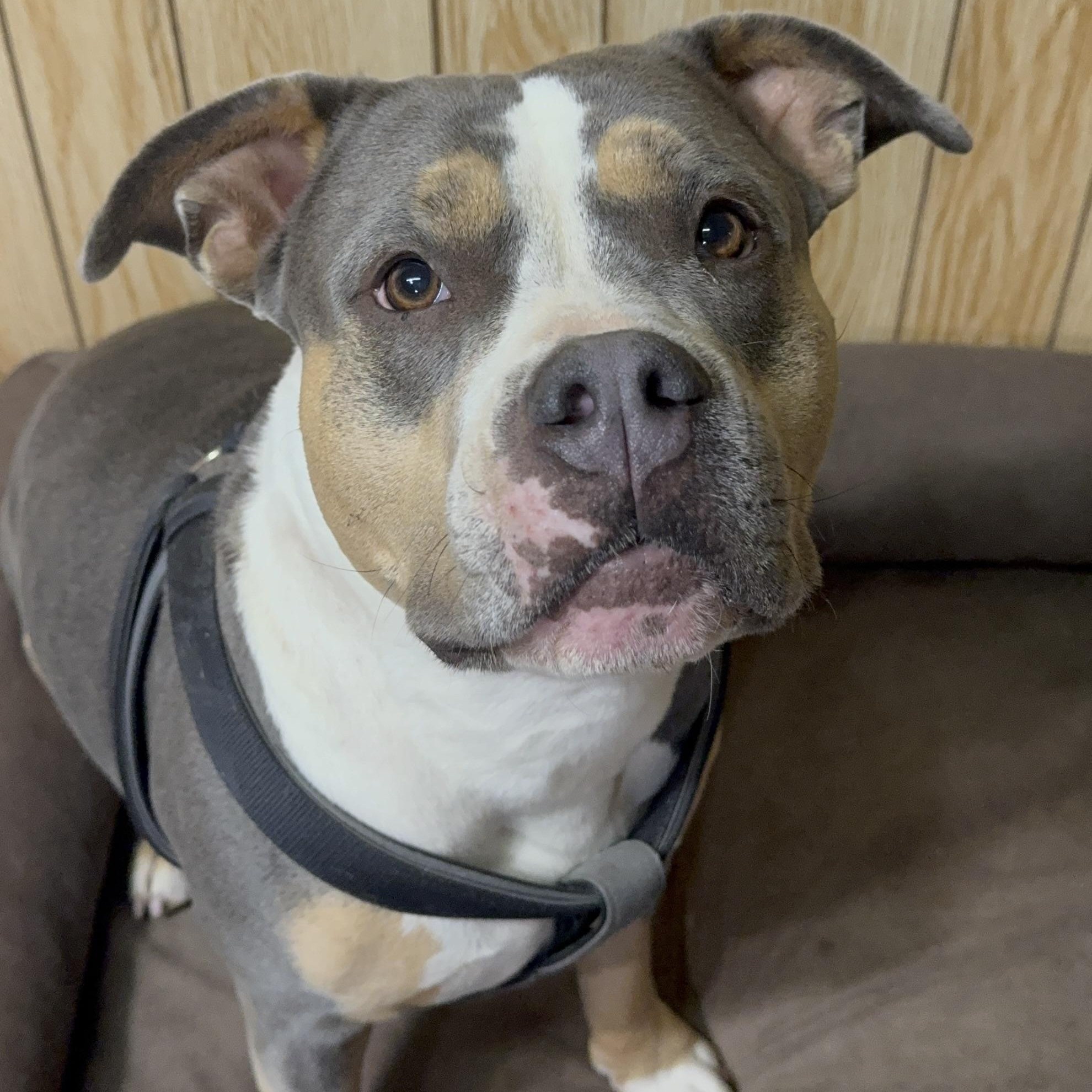 Sophie, Adoptable, Adult Female American Bulldog.