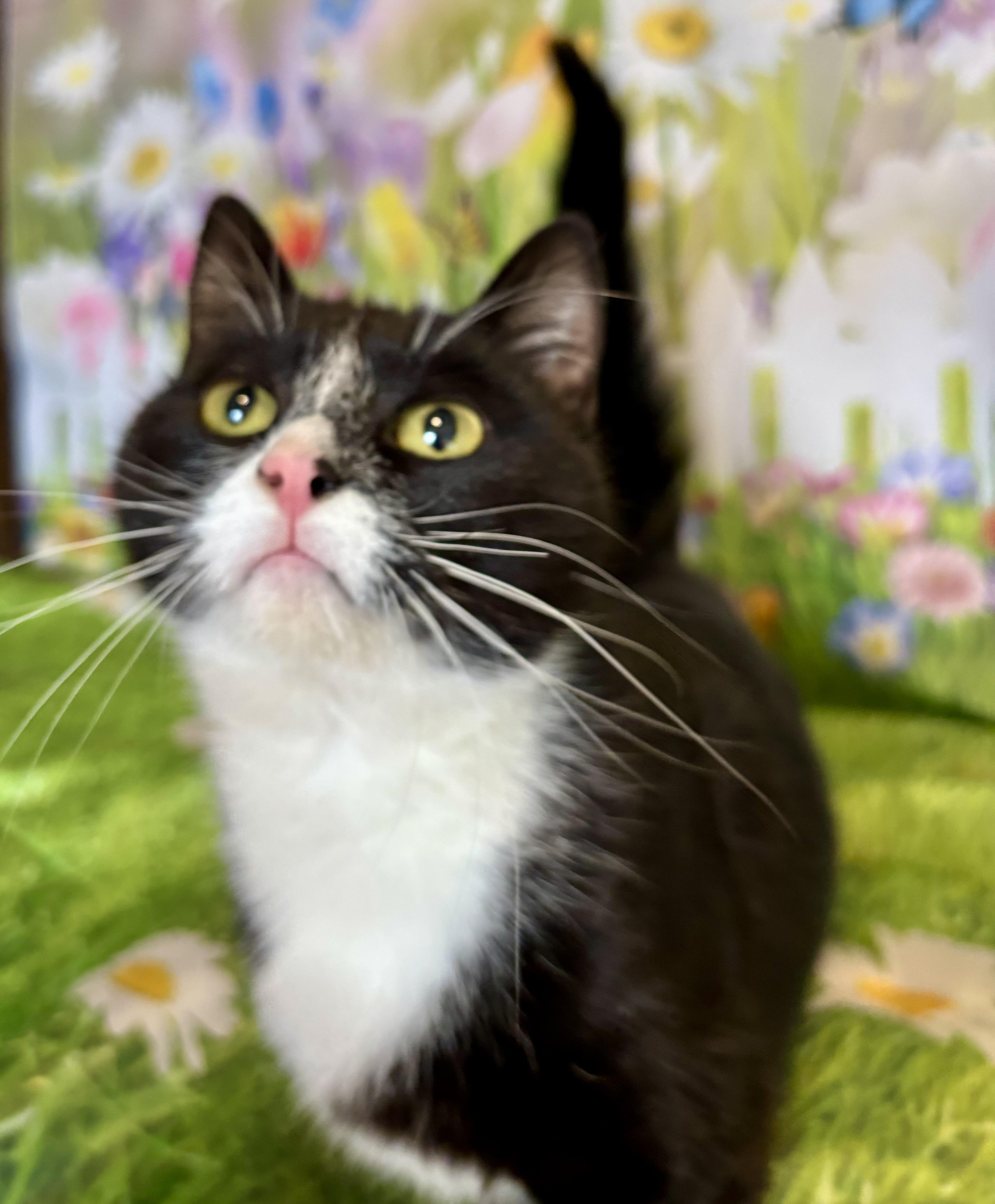 Elvira, an adopted Domestic Short Hair in West Chester, OH image 3/3