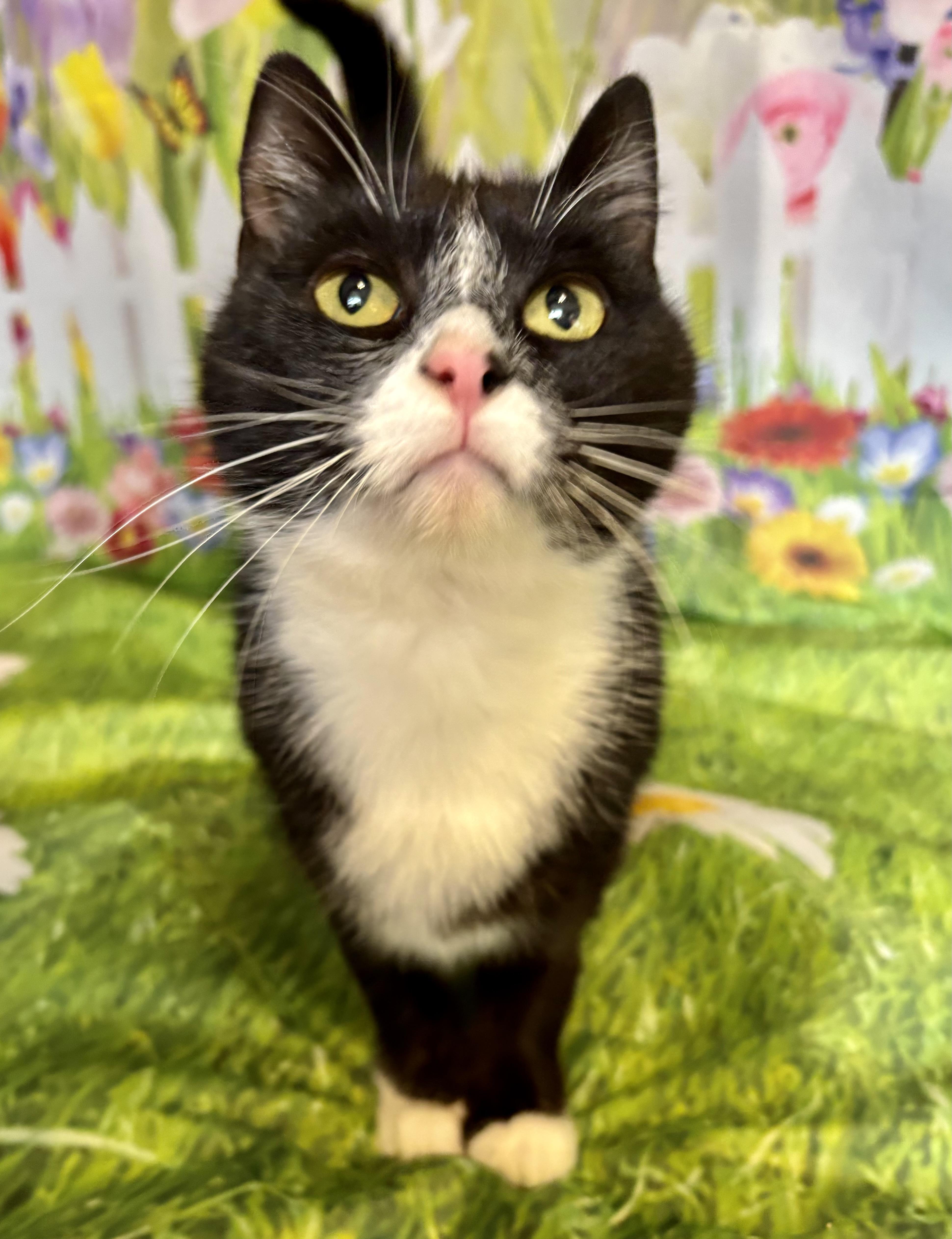 Elvira, adopted, Adult Female Domestic Short Hair.