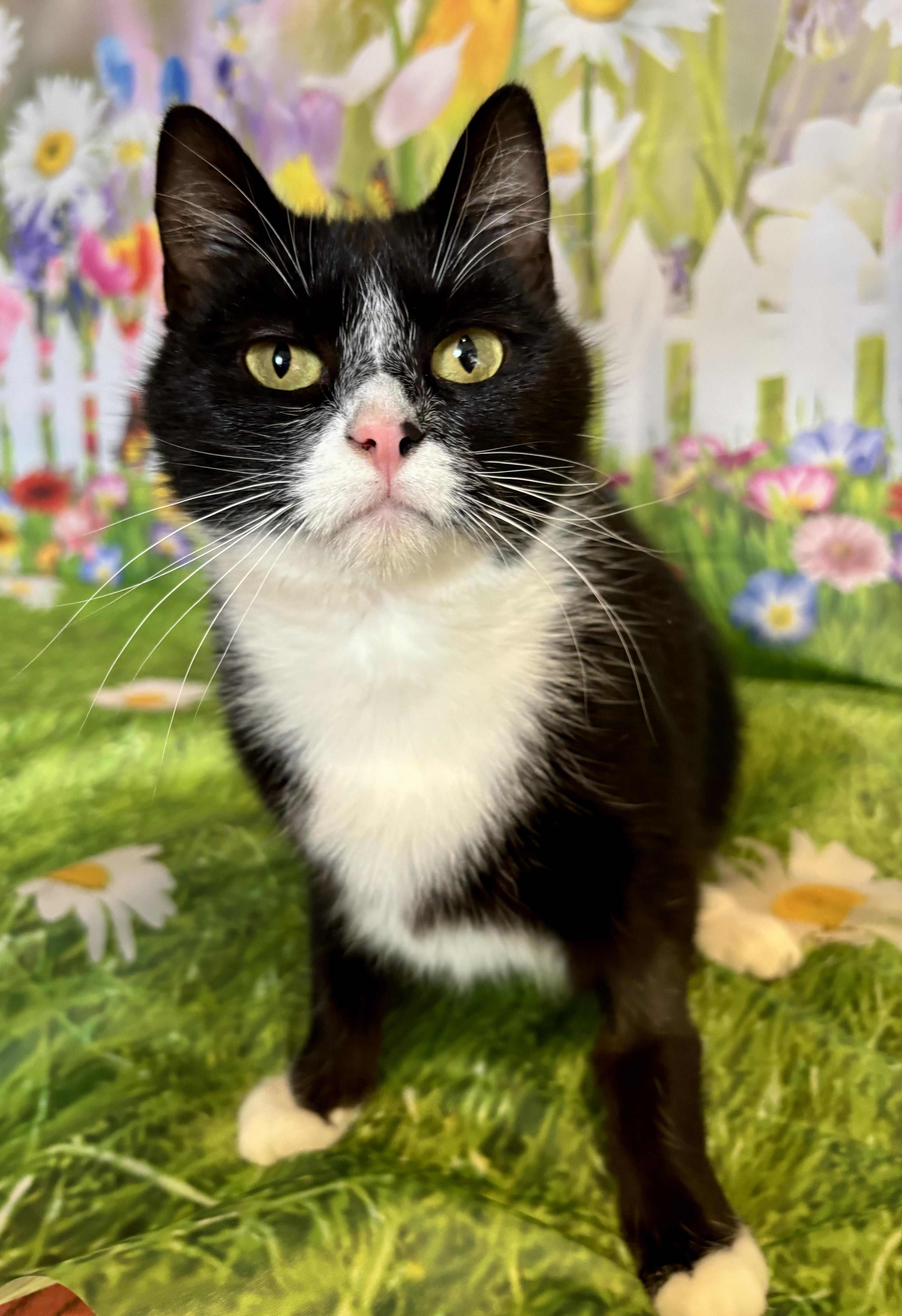 Elvira, an adopted Domestic Short Hair in West Chester, OH image 2/3