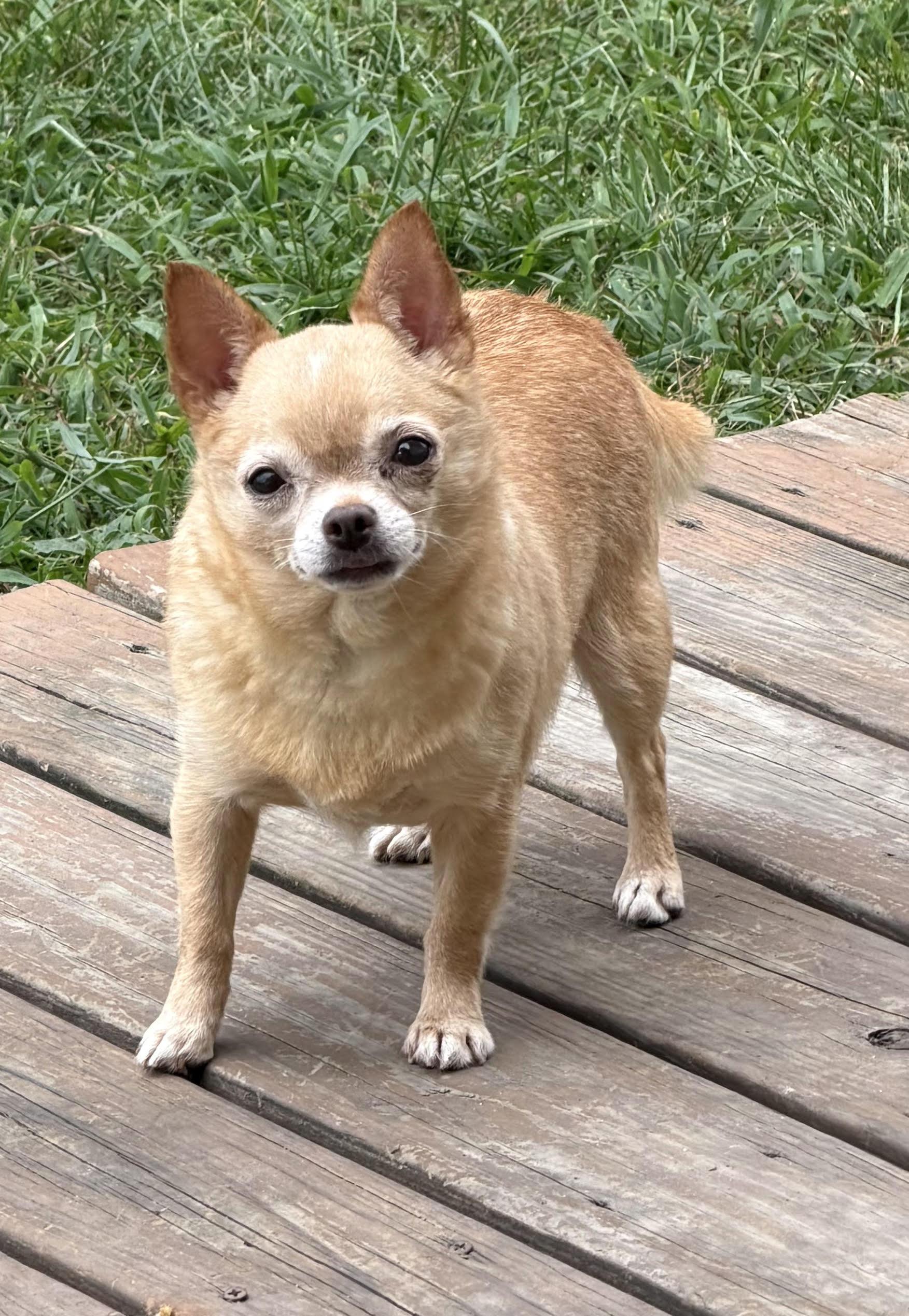 Margie, ADOPTABLE, Young Female Chihuahua.