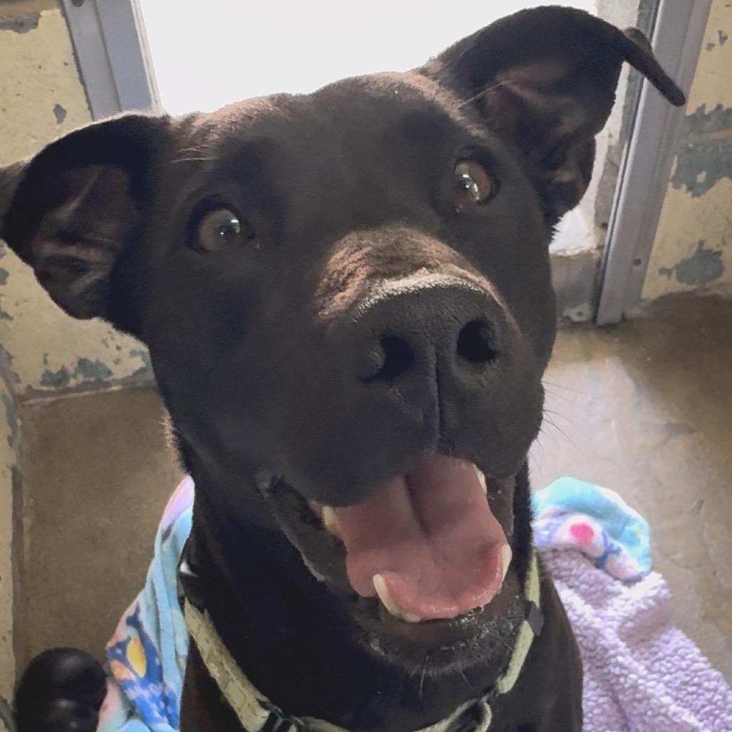 7-11 FC JS, Adoptable, Adult Female Mixed Breed.