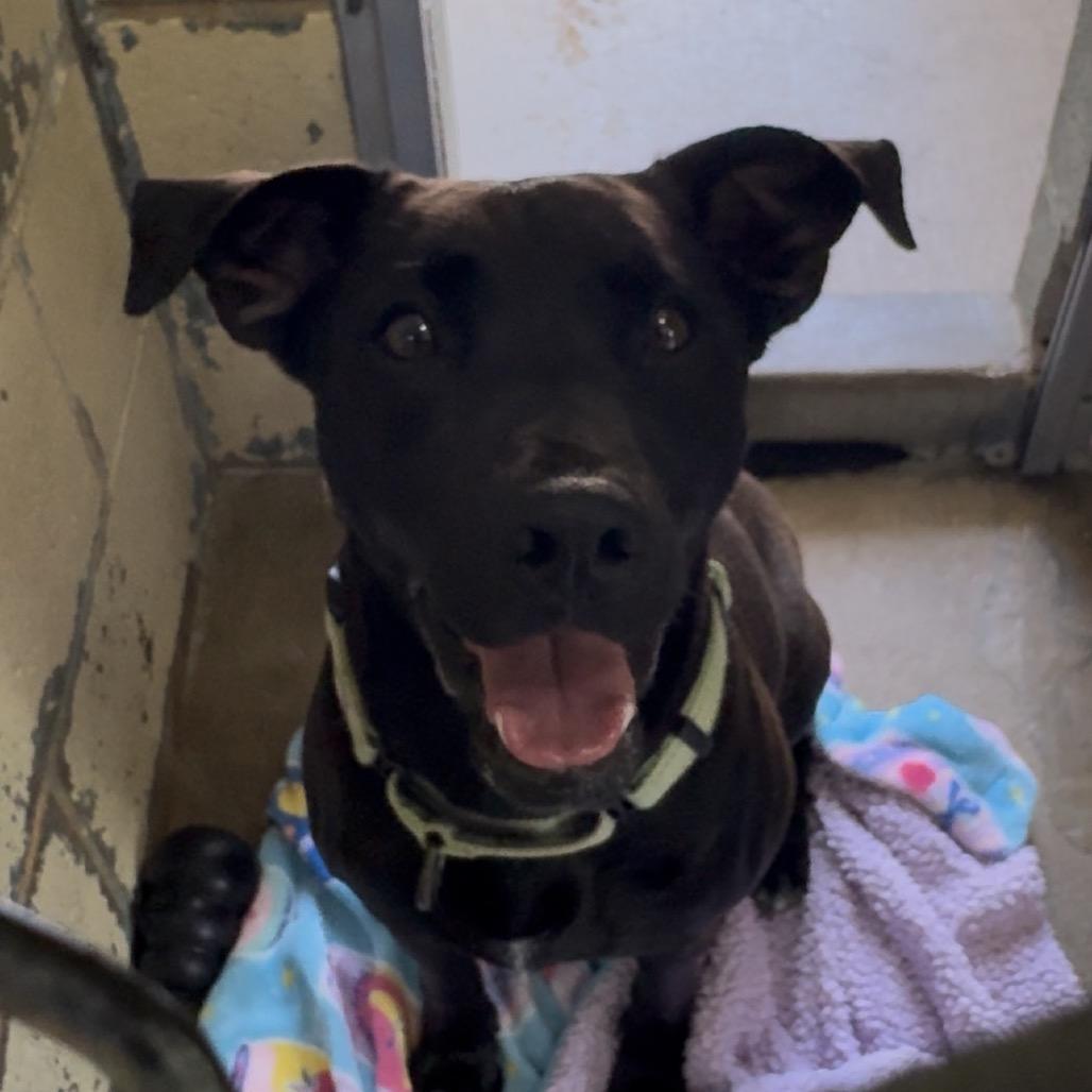 7-11 FC JS, a Adoptable Mixed Breed in Union, MO image 2/6