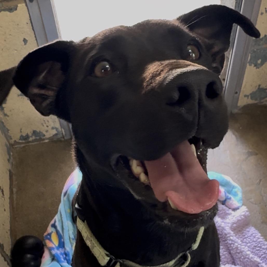 7-11 FC JS, a Adoptable Mixed Breed in Union, MO image 3/6