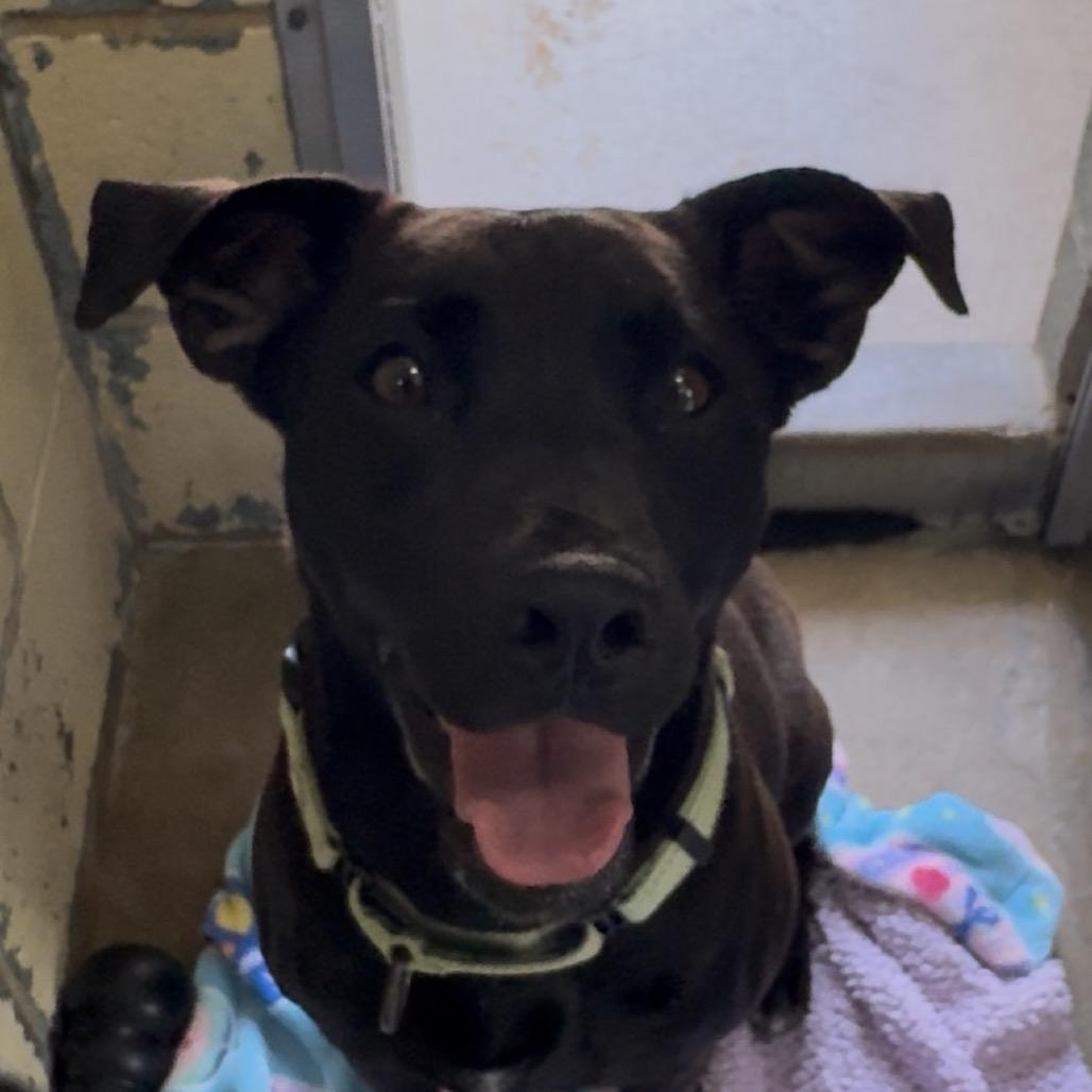7-11 FC JS, a Adoptable Mixed Breed in Union, MO image 4/6