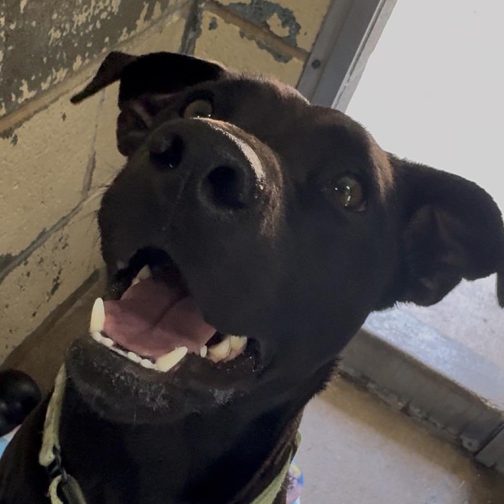 7-11 FC JS, a Adoptable Mixed Breed in Union, MO image 5/6