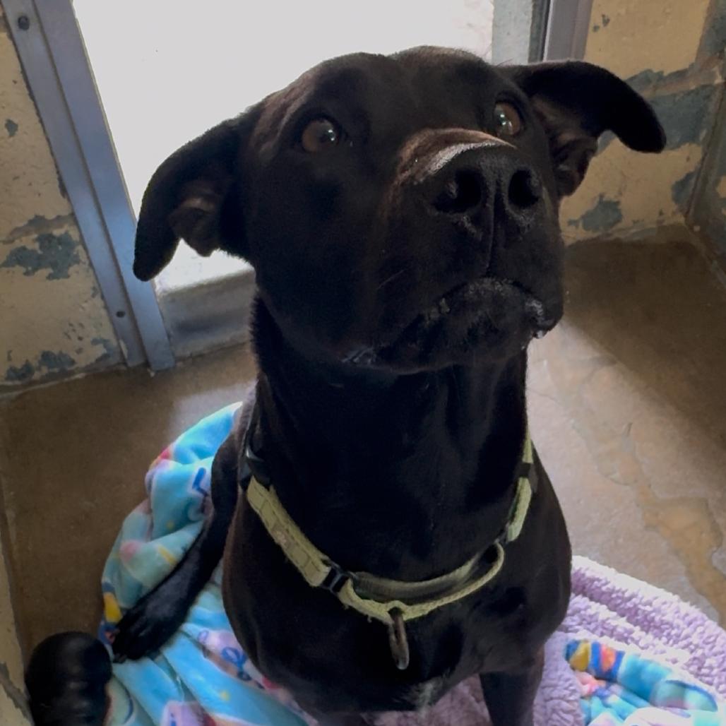7-11 FC JS, a Adoptable Mixed Breed in Union, MO image 6/6