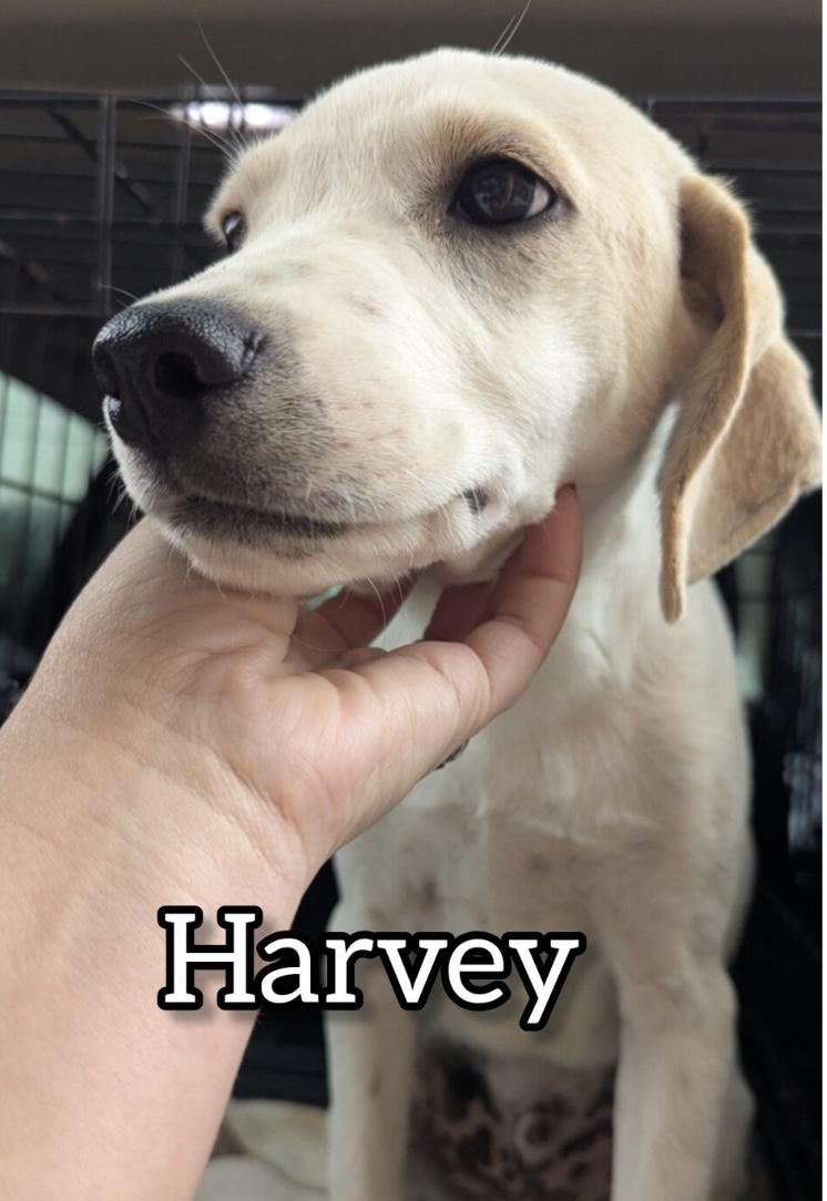 Harvey