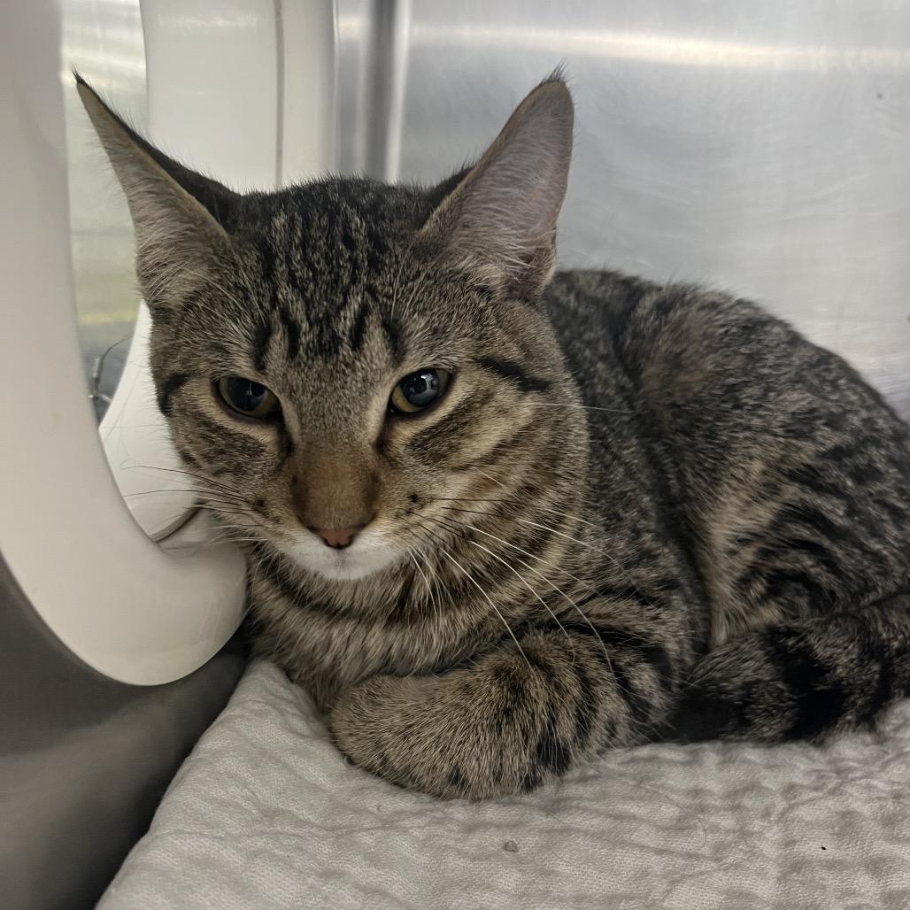 Enlarge Sam, a Adoptable Domestic Short Hair in Crookston, MN image 1/1