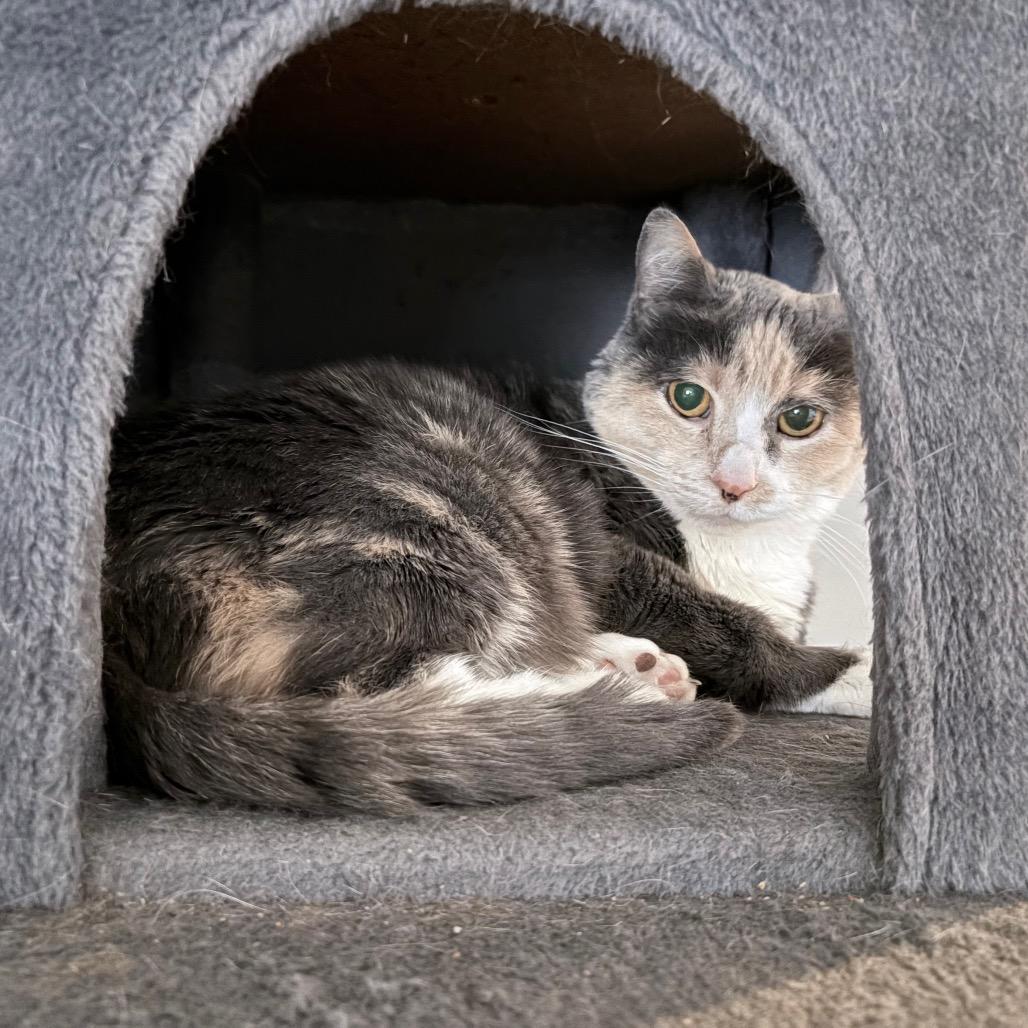 Enlarge Louise, a Adoptable Domestic Short Hair in Nashville, TN image 1/1