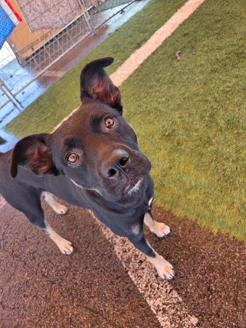 Mouse, ADOPTABLE, Adult Male Mixed Breed.