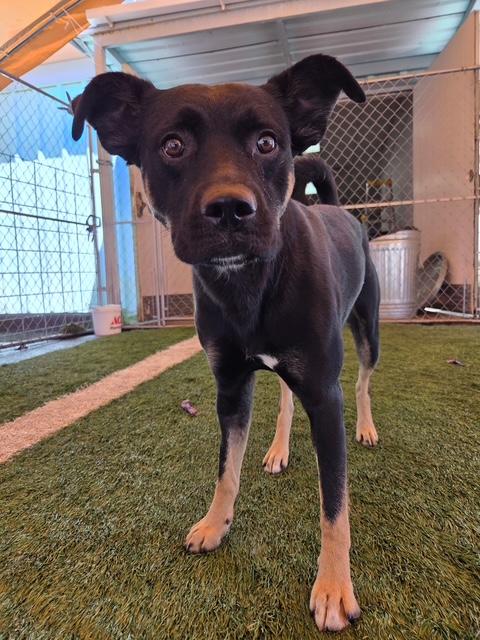 Enlarge Mouse, a ADOPTABLE Mixed Breed in Kellogg, ID image 3/3