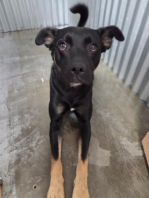 Enlarge Mouse, a ADOPTABLE Mixed Breed in Kellogg, ID image 2/3