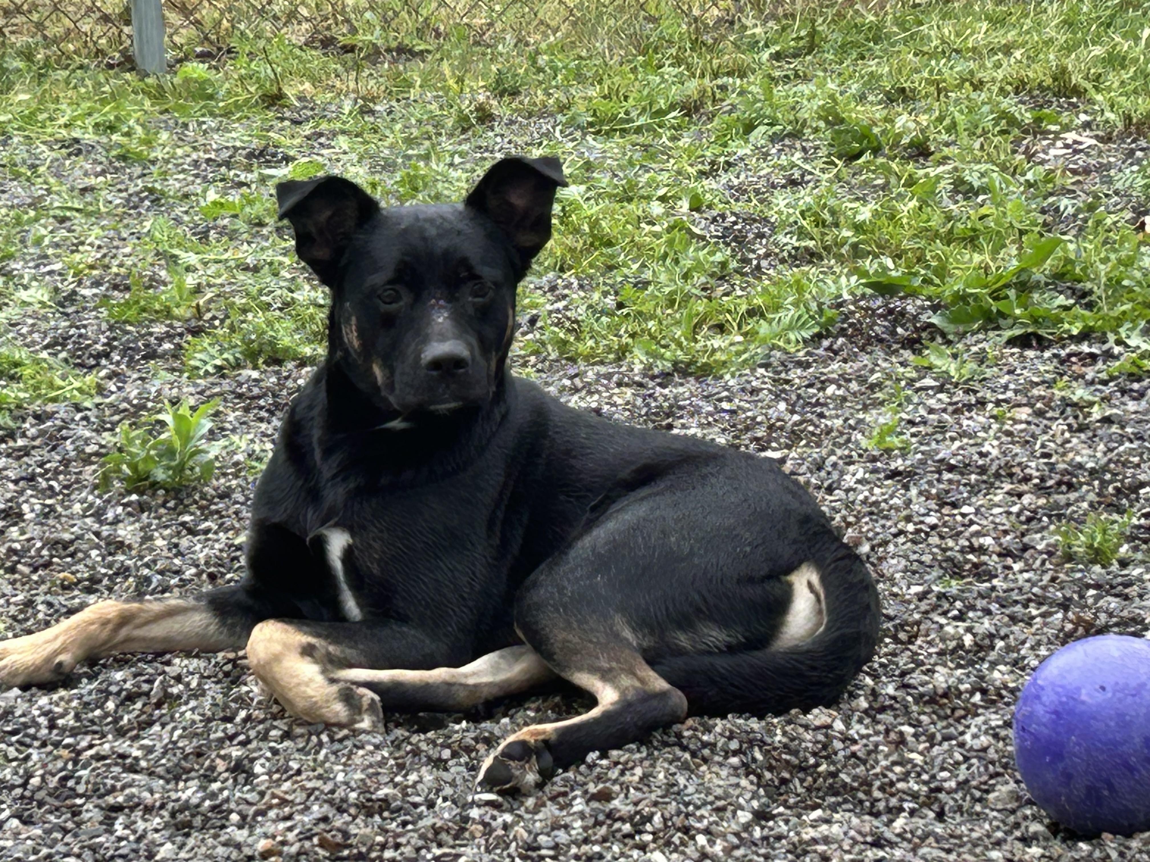 Mouse, Adoptable, Adult Male Mixed Breed.