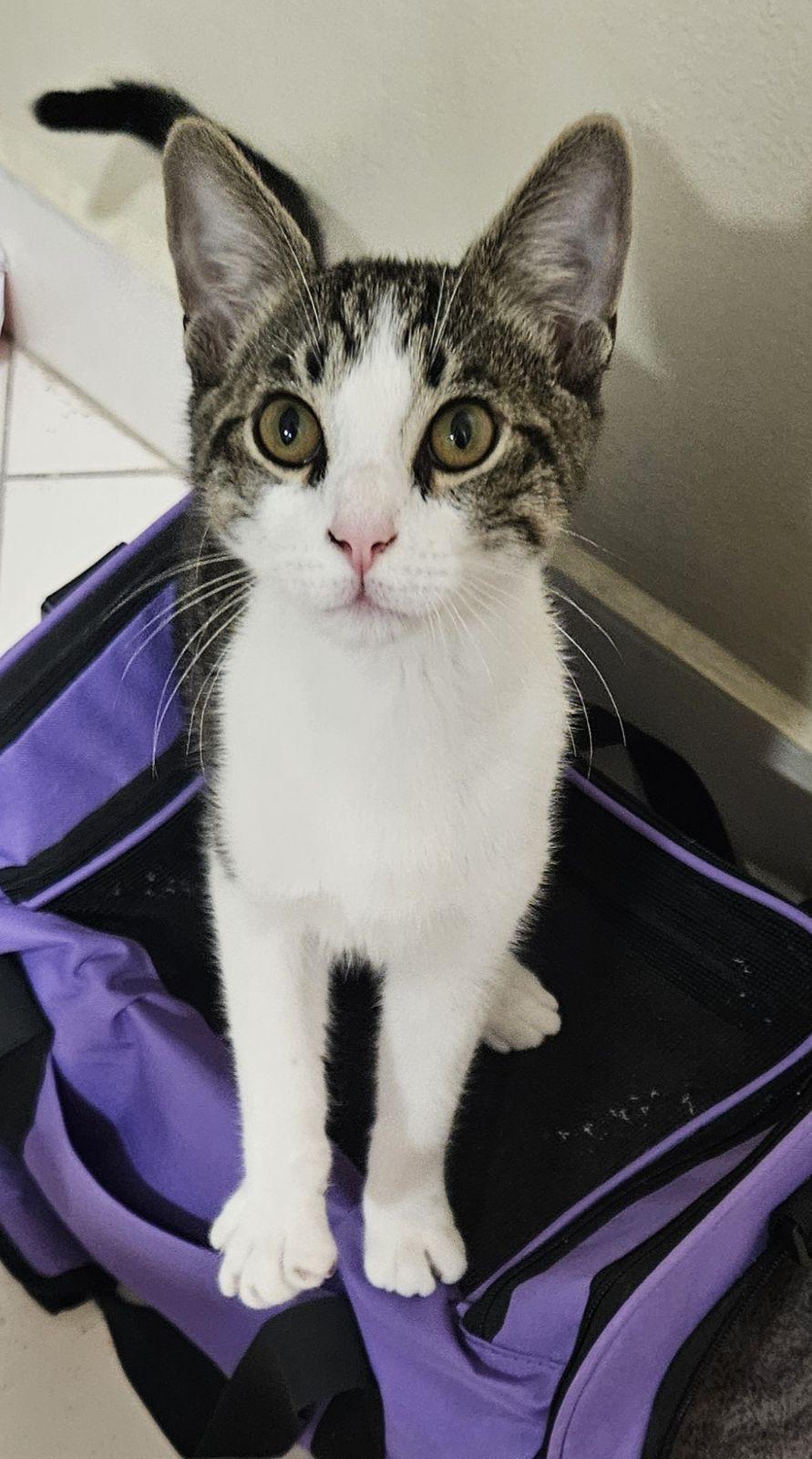 J-Zee, a Adoptable Domestic Short Hair in Oakland Park, FL image 2/3