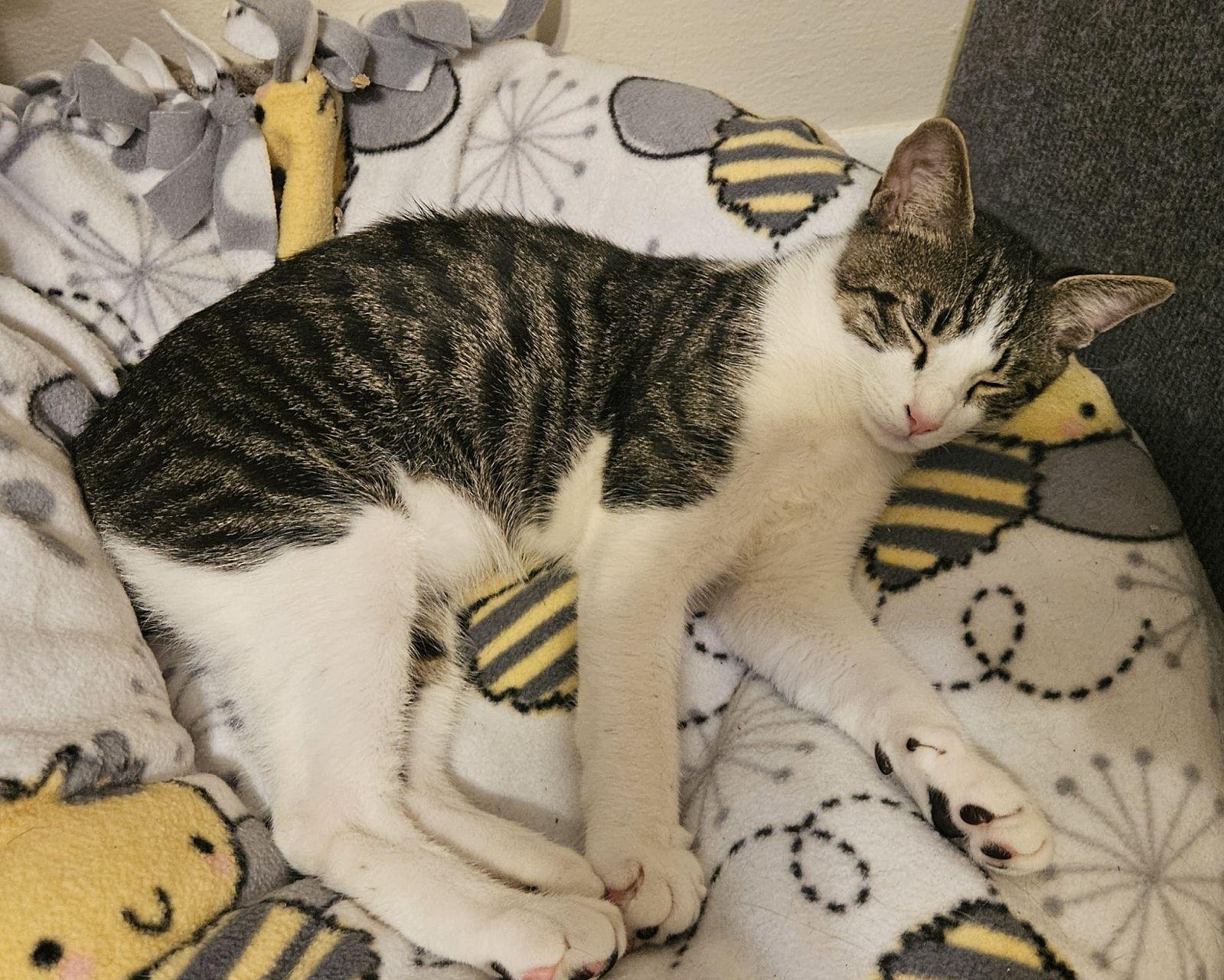 J-Zee, a Adoptable Domestic Short Hair in Oakland Park, FL image 3/3
