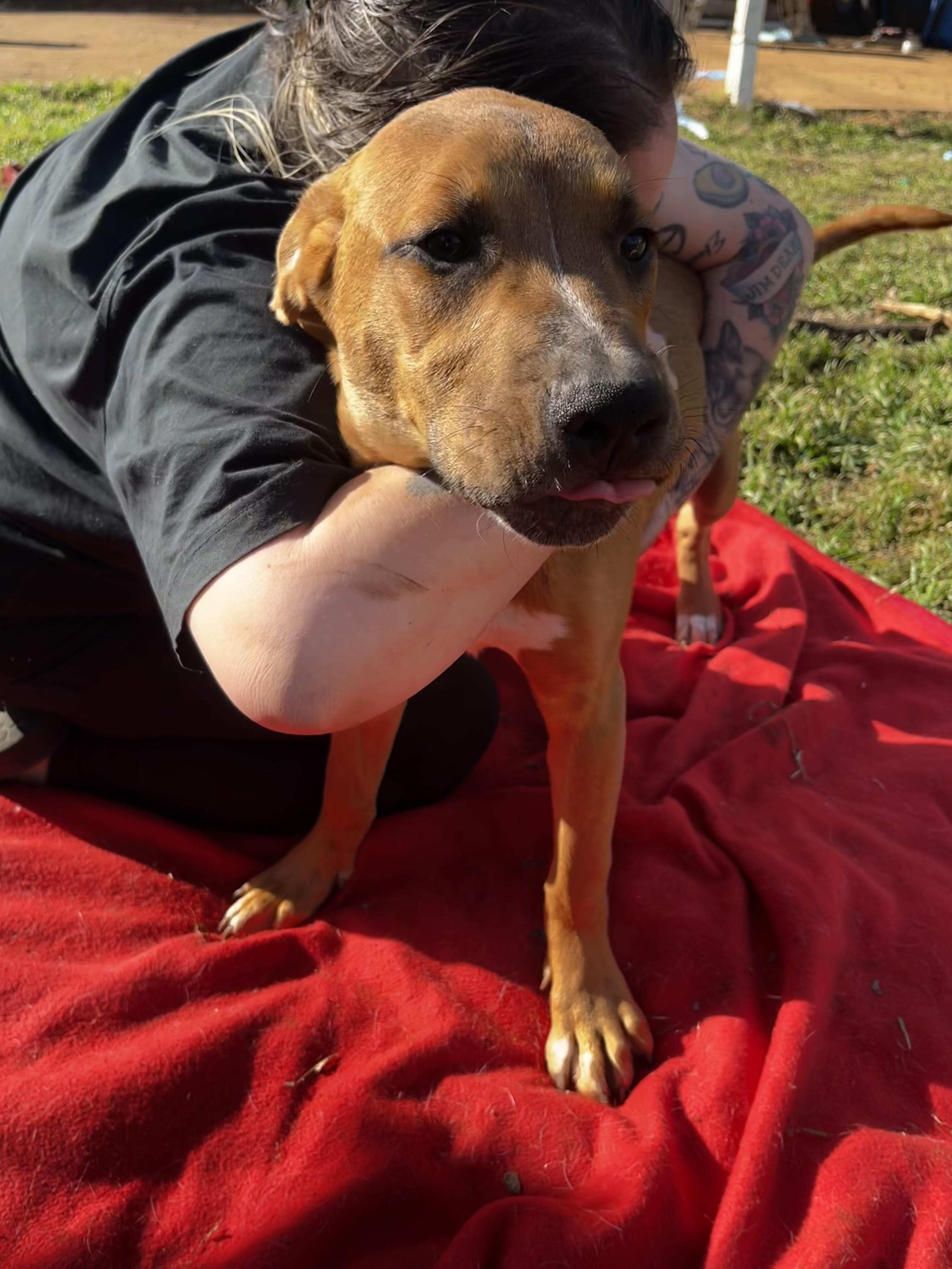 Enlarge Diesel, a Adoptable mixed breed in Pottsboro, TX image 3/4