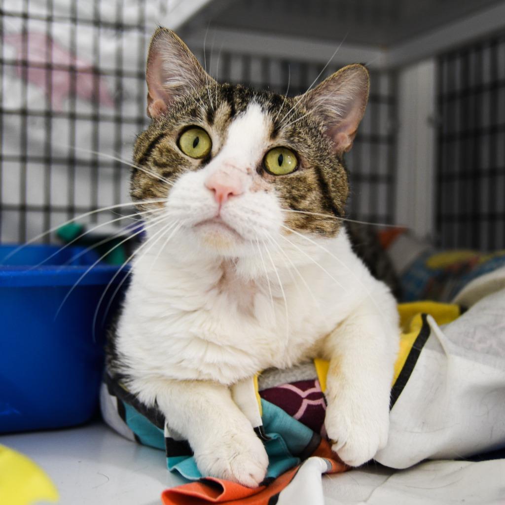 Diaz, Adoptable, Adult Male Domestic Short Hair.