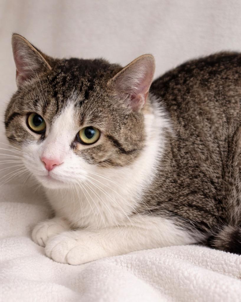 Enlarge Diaz, a Adoptable mixed breed in Ewing, NJ image 2/4