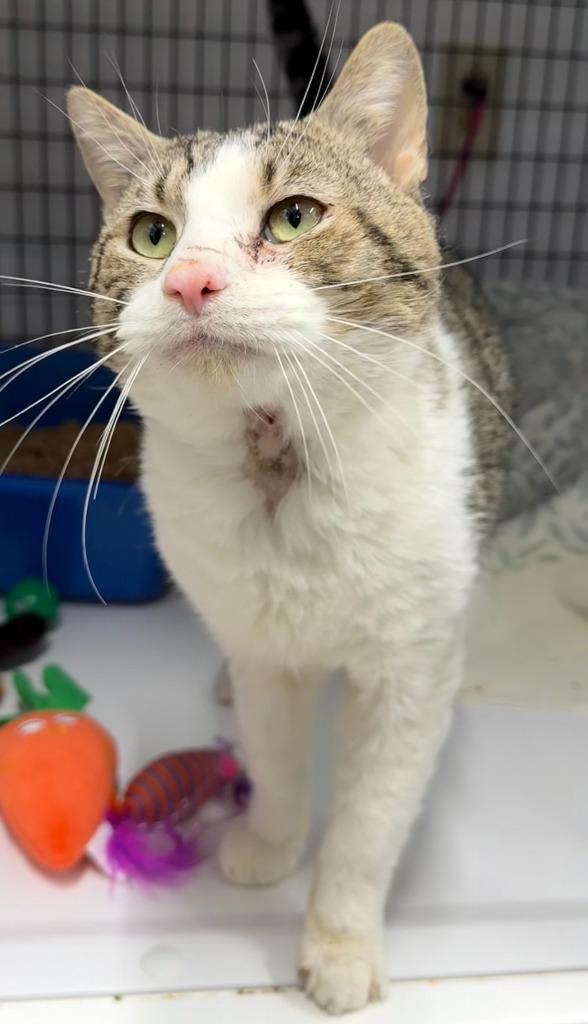 Enlarge Diaz, a Adoptable mixed breed in Ewing, NJ image 3/4