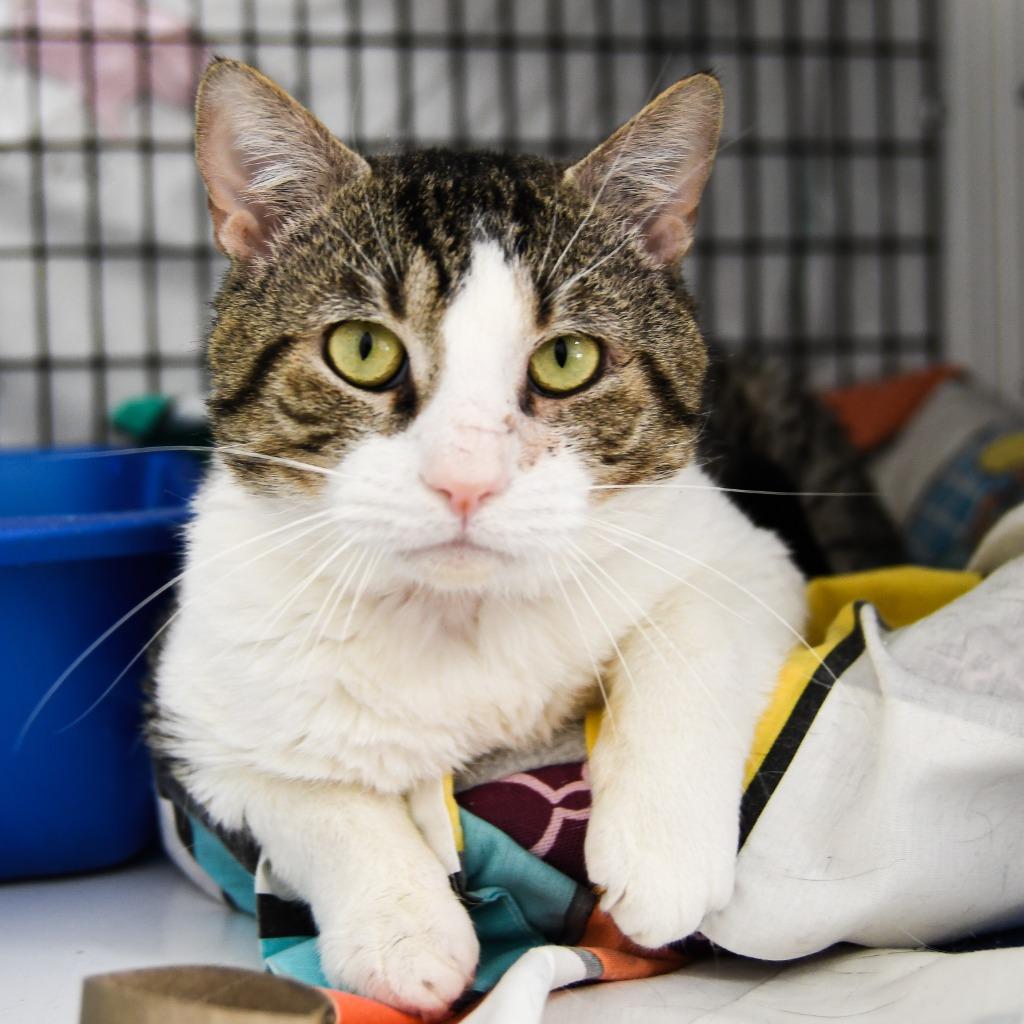 Enlarge Diaz, a Adoptable mixed breed in Ewing, NJ image 4/4